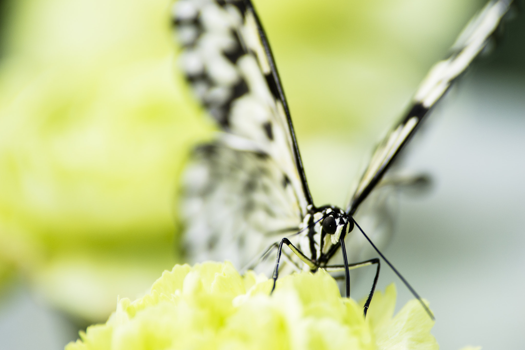 Tamron SP AF 70-200mm F2.8 Di LD (IF) MACRO sample photo. Butterfly photography