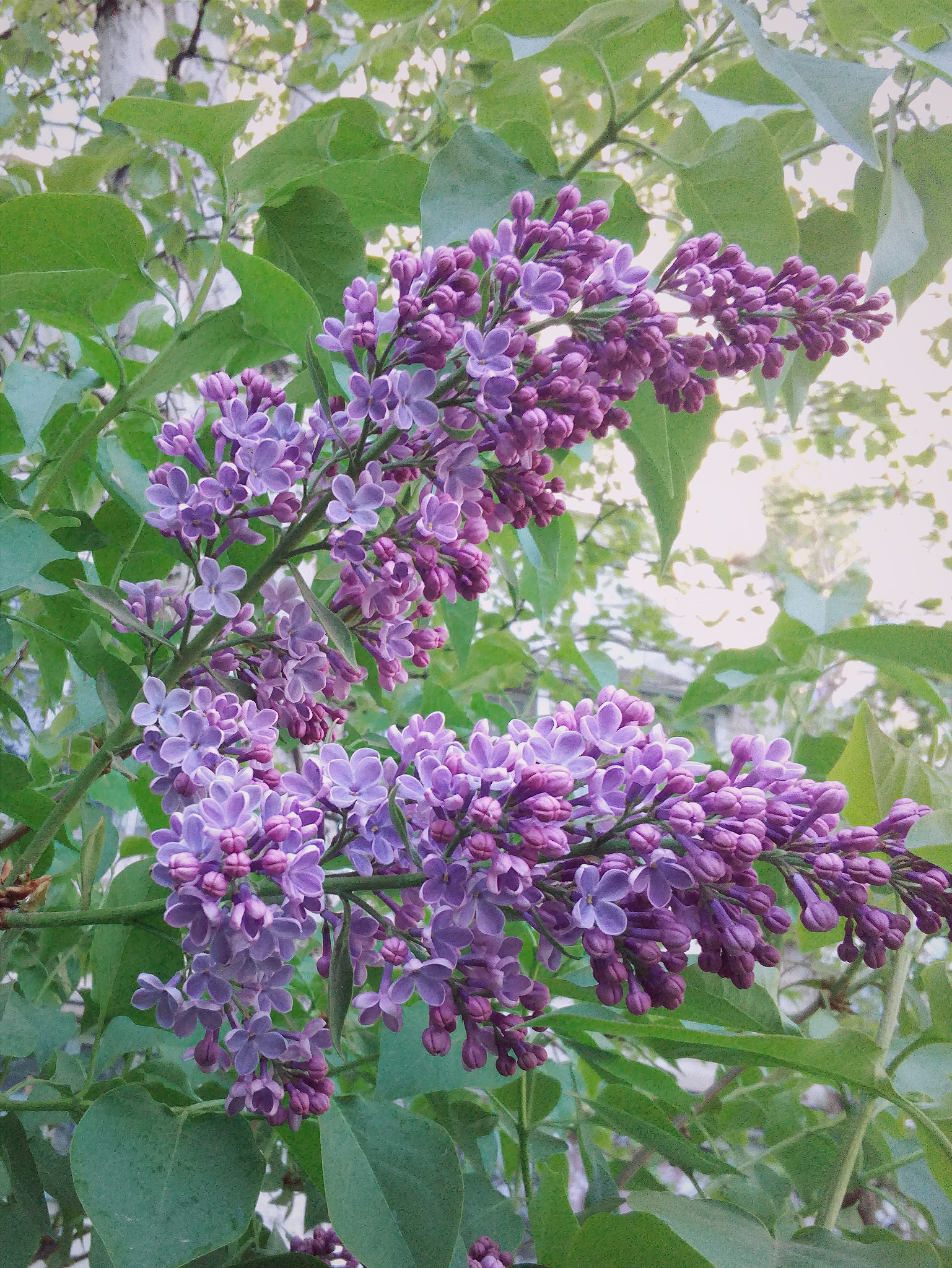 HUAWEI Y541-U02 sample photo. Lilac. photography