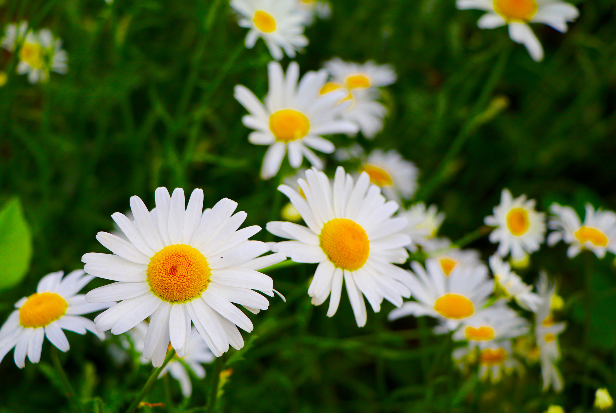 Canon EF-S 18-135mm F3.5-5.6 IS USM sample photo. 雏菊简简单单的美 photography