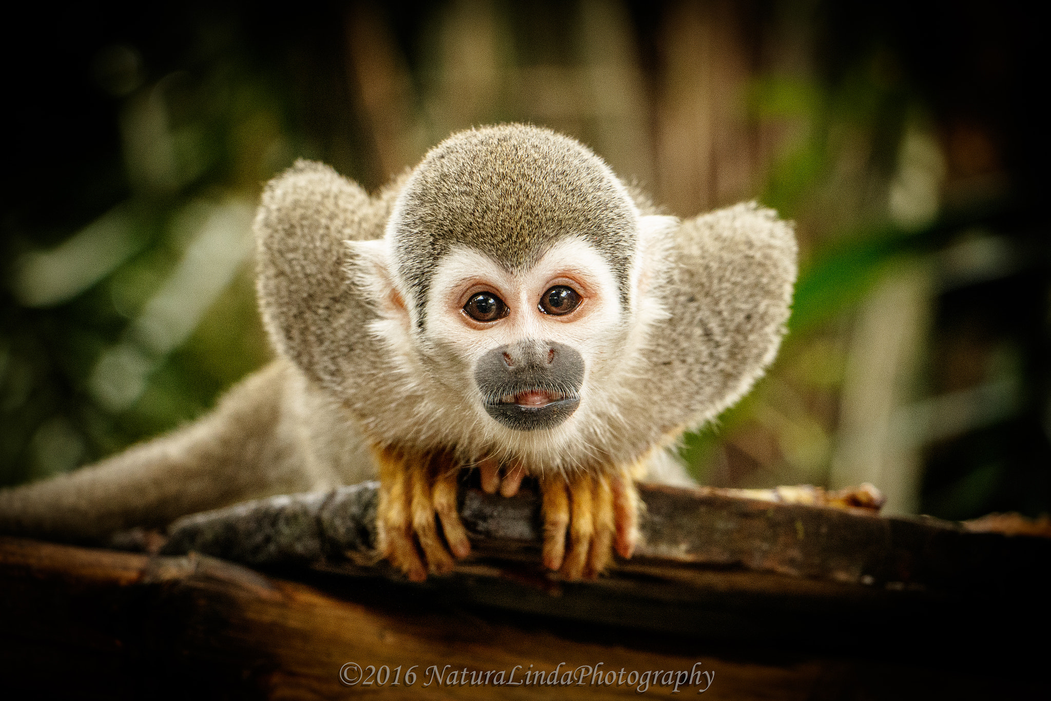 Canon EF-S 18-135mm F3.5-5.6 IS STM sample photo. Curious glance photography