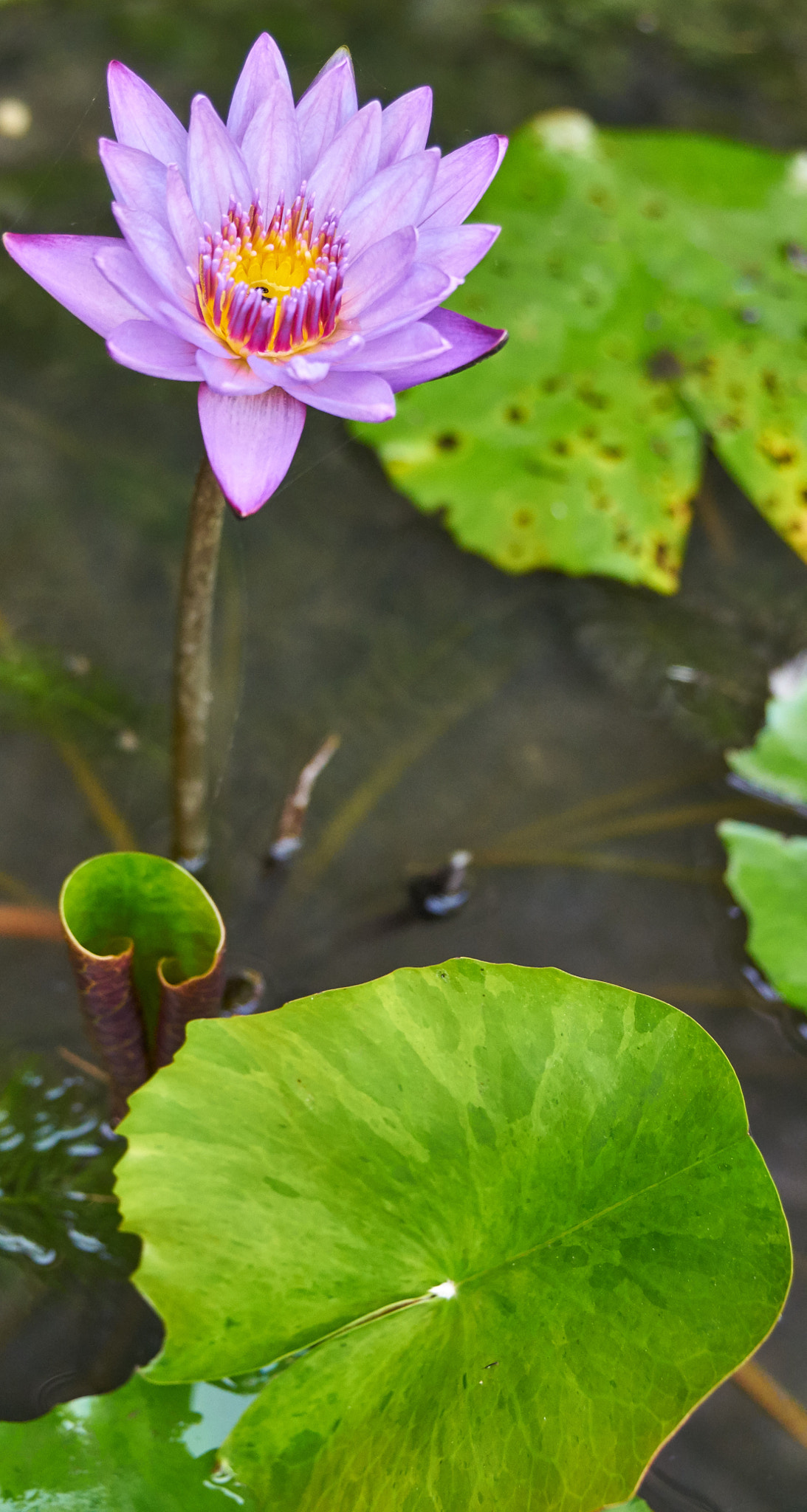 Sony a7R II + Sony E 18-200mm F3.5-6.3 OSS sample photo. Water lilly in bloom photography