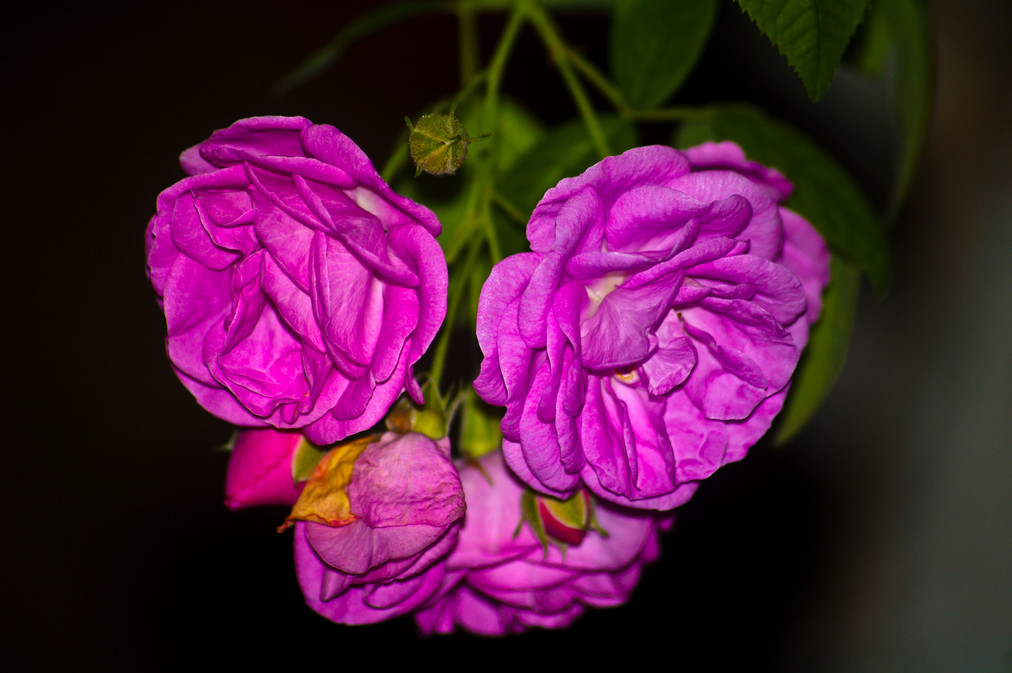 Nikon D50 sample photo