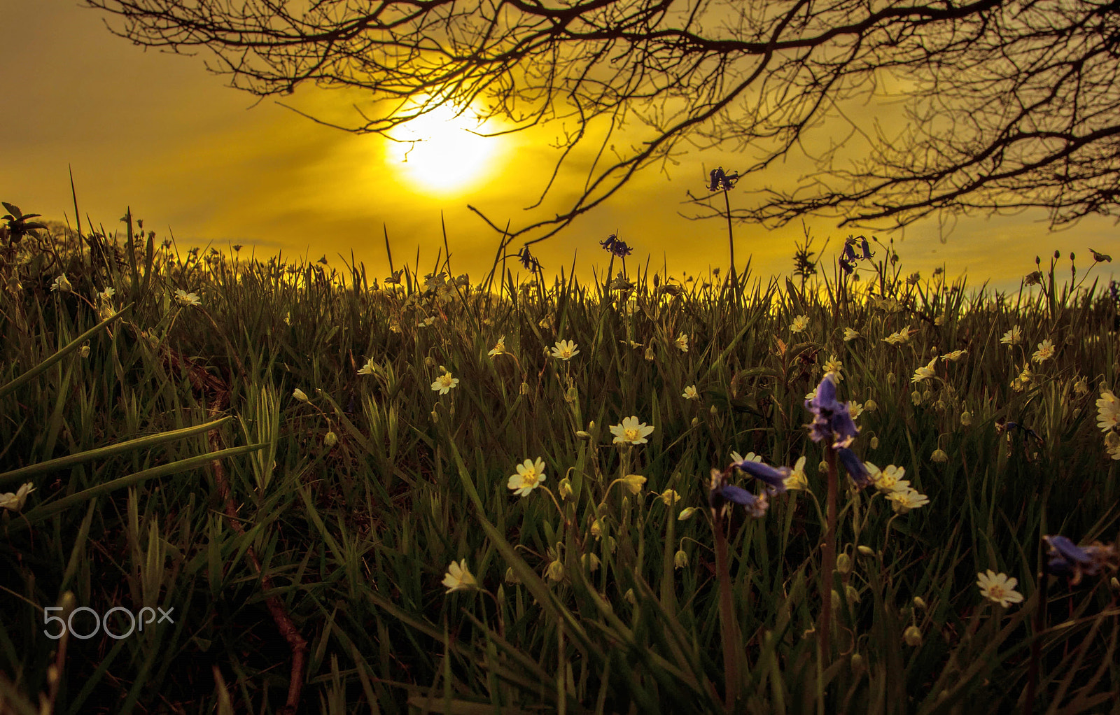 Nikon D90 + Nikon AF-S Nikkor 20mm F1.8G ED sample photo. Bluebell bank photography