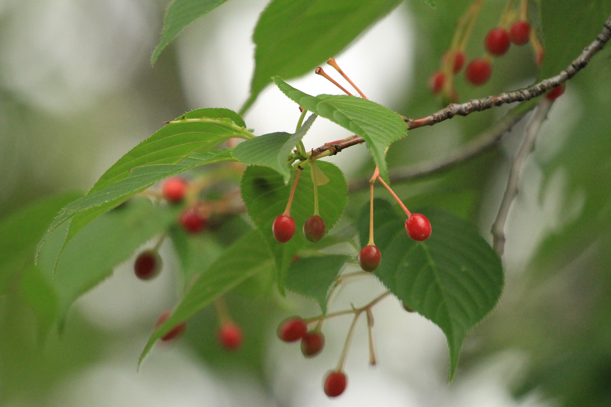 Canon EOS 7D + Canon EF 100-400mm F4.5-5.6L IS II USM sample photo. Cherry  さくらんぼ photography