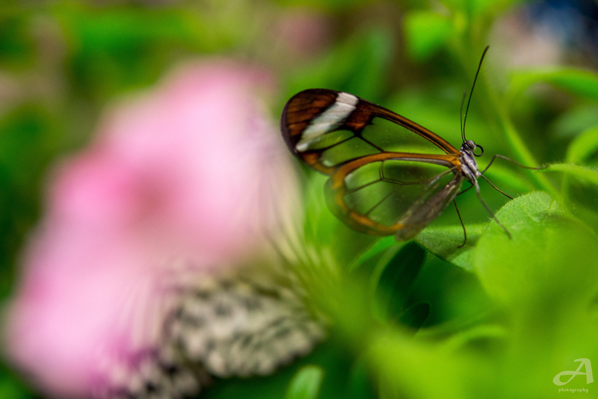 Nikon AF-S Micro-Nikkor 60mm F2.8G ED sample photo. Changed. photography