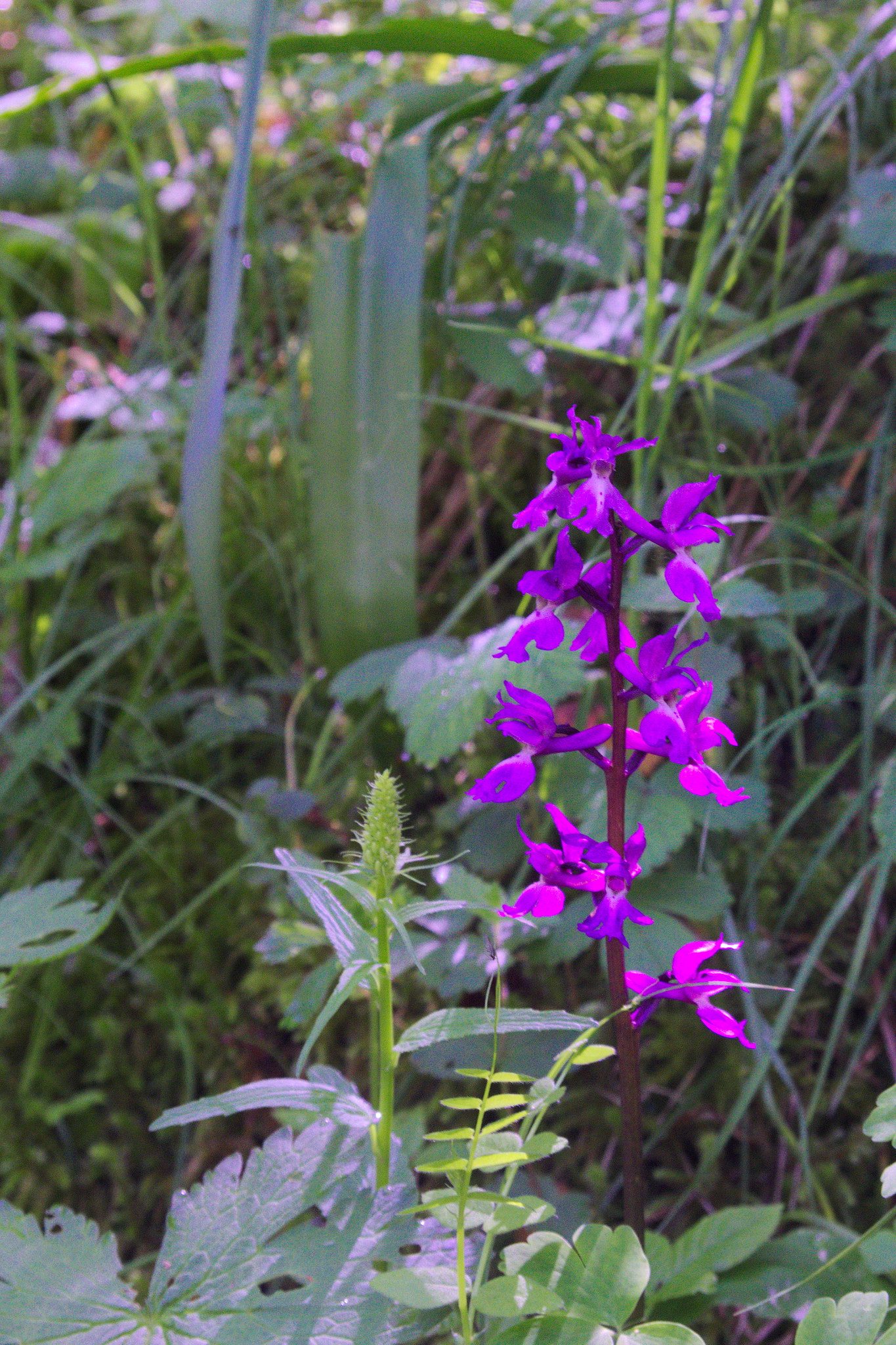 Canon EF 24-85mm F3.5-4.5 USM sample photo. Wild orchid (french alps) photography