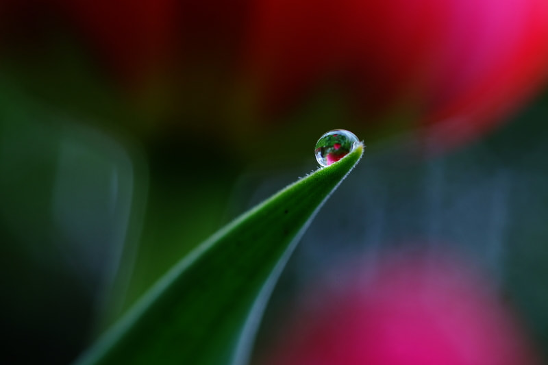 Pentax K-5 II + Sigma sample photo. Dewdrop photography