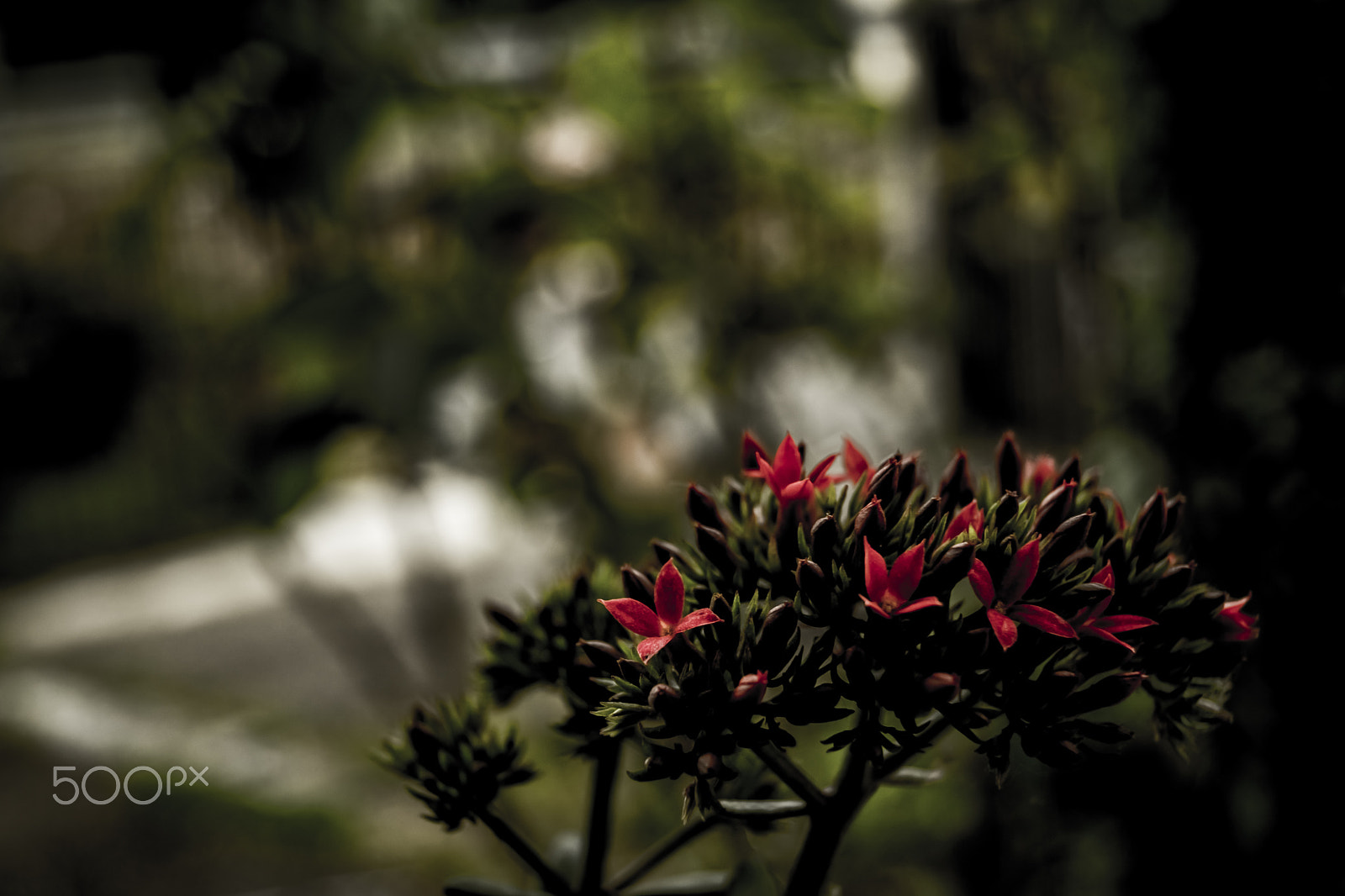 Sony SLT-A68 sample photo. Lost flowers photography
