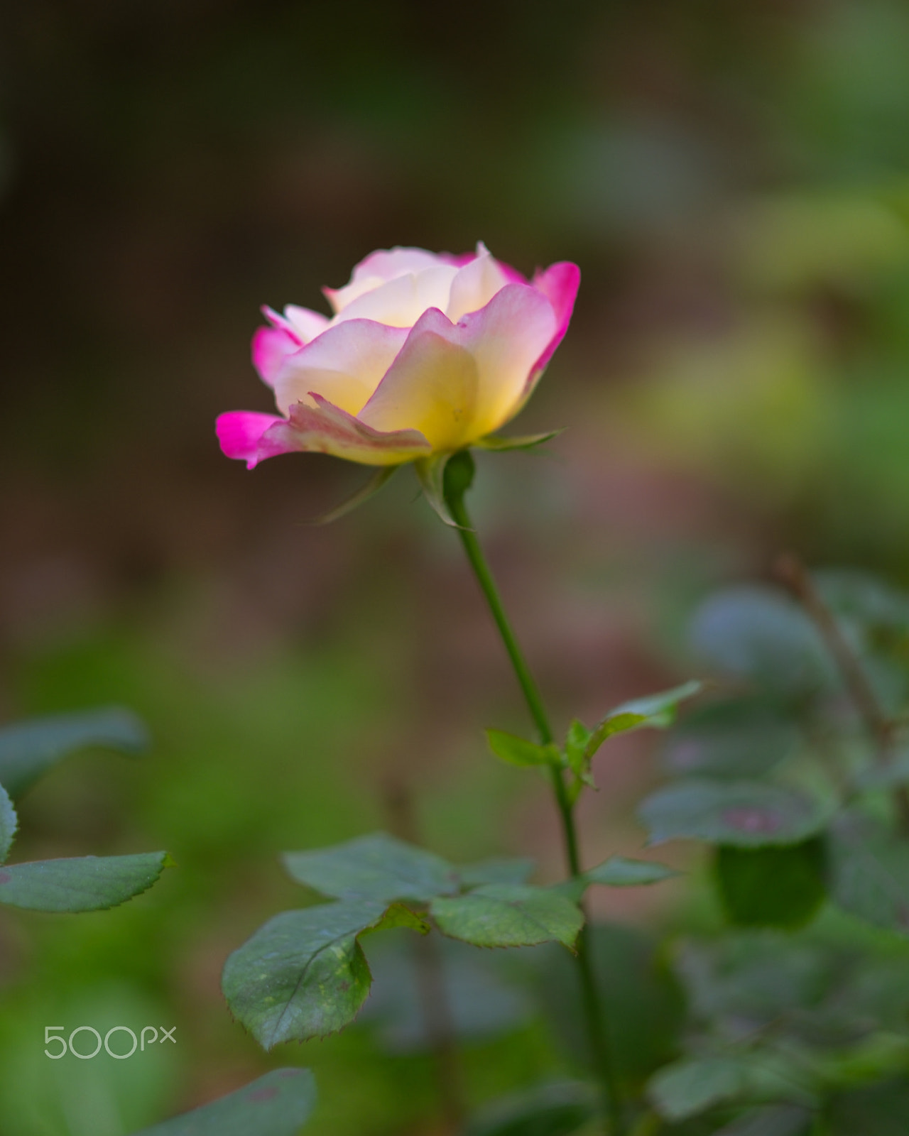 Fujifilm XF 56mm F1.2 R APD sample photo. Rose photography