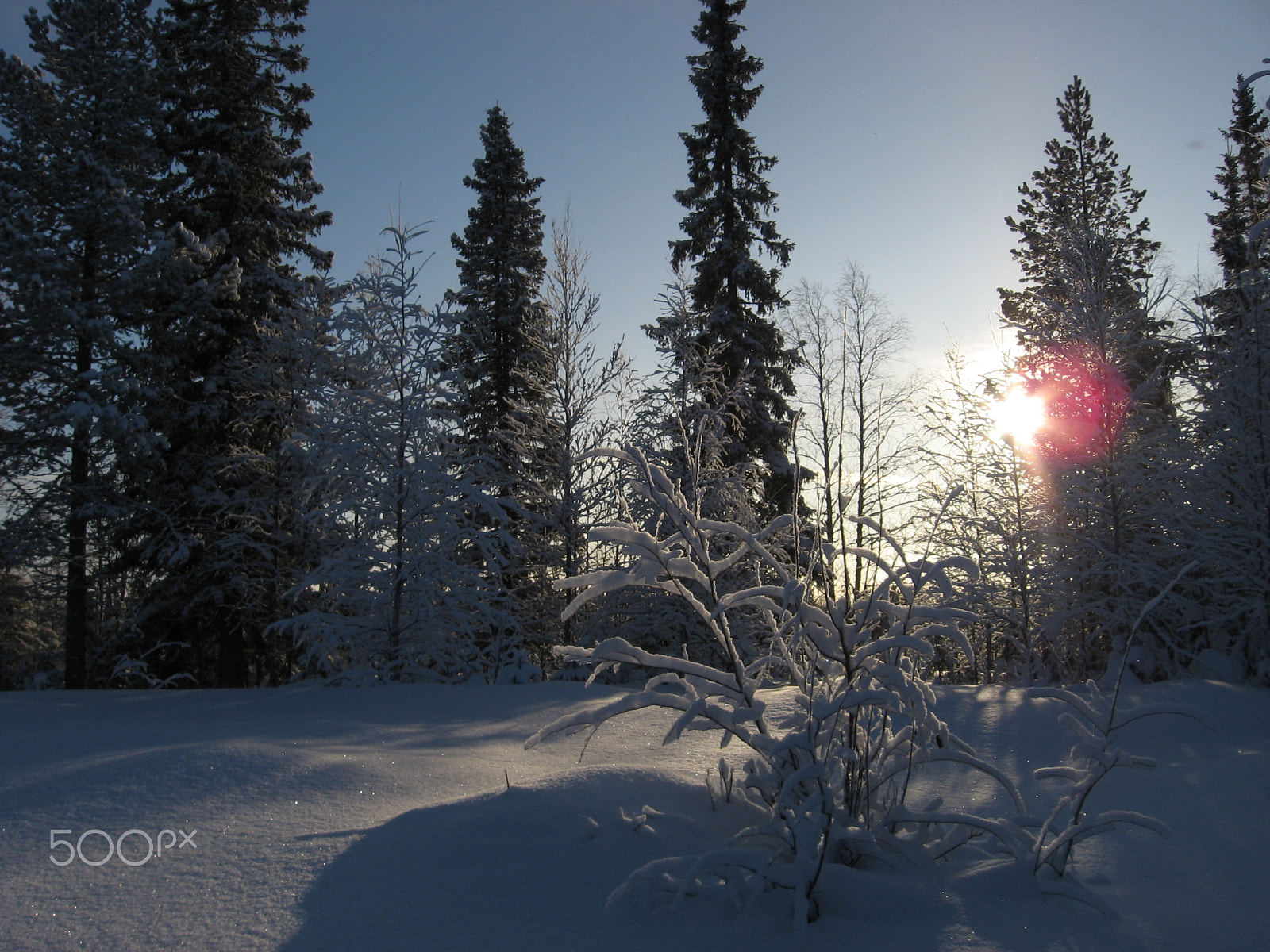 Canon POWERSHOT A540 sample photo. Winter forest photography