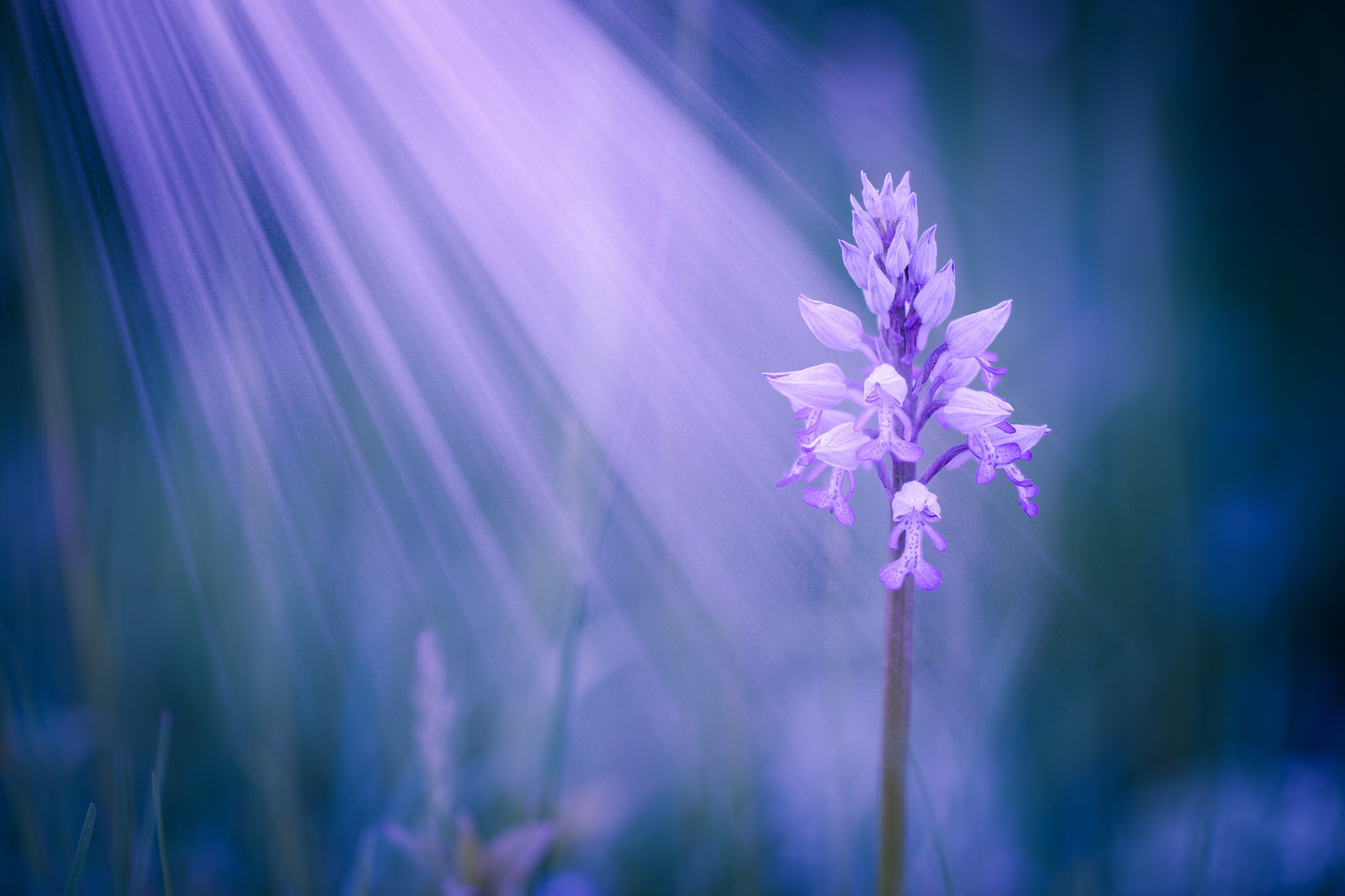 100mm F2.8 G SSM OSS sample photo. *moonlight flower* photography