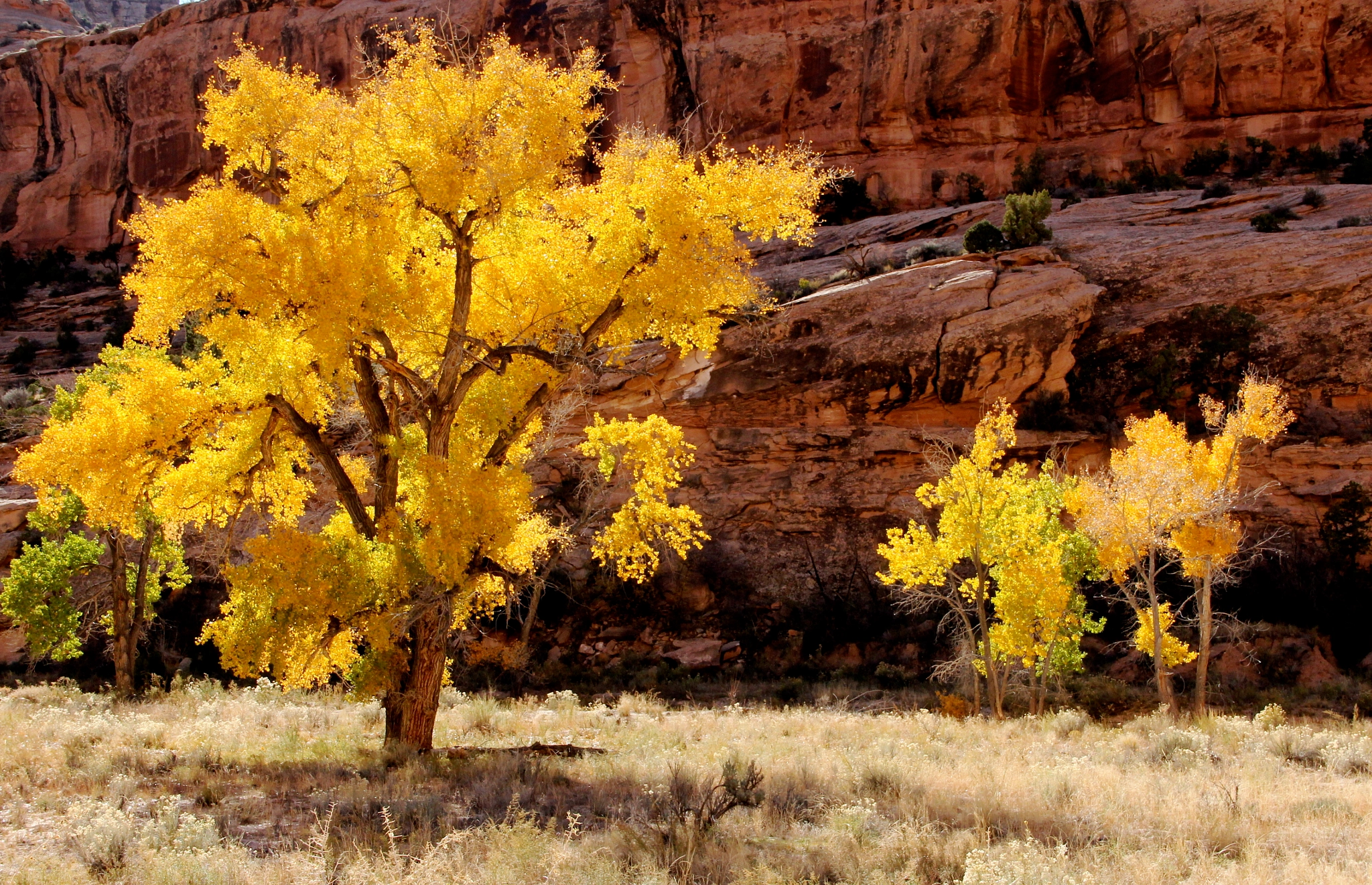 Canon EF-S 18-135mm F3.5-5.6 IS sample photo. Anasazi gold photography