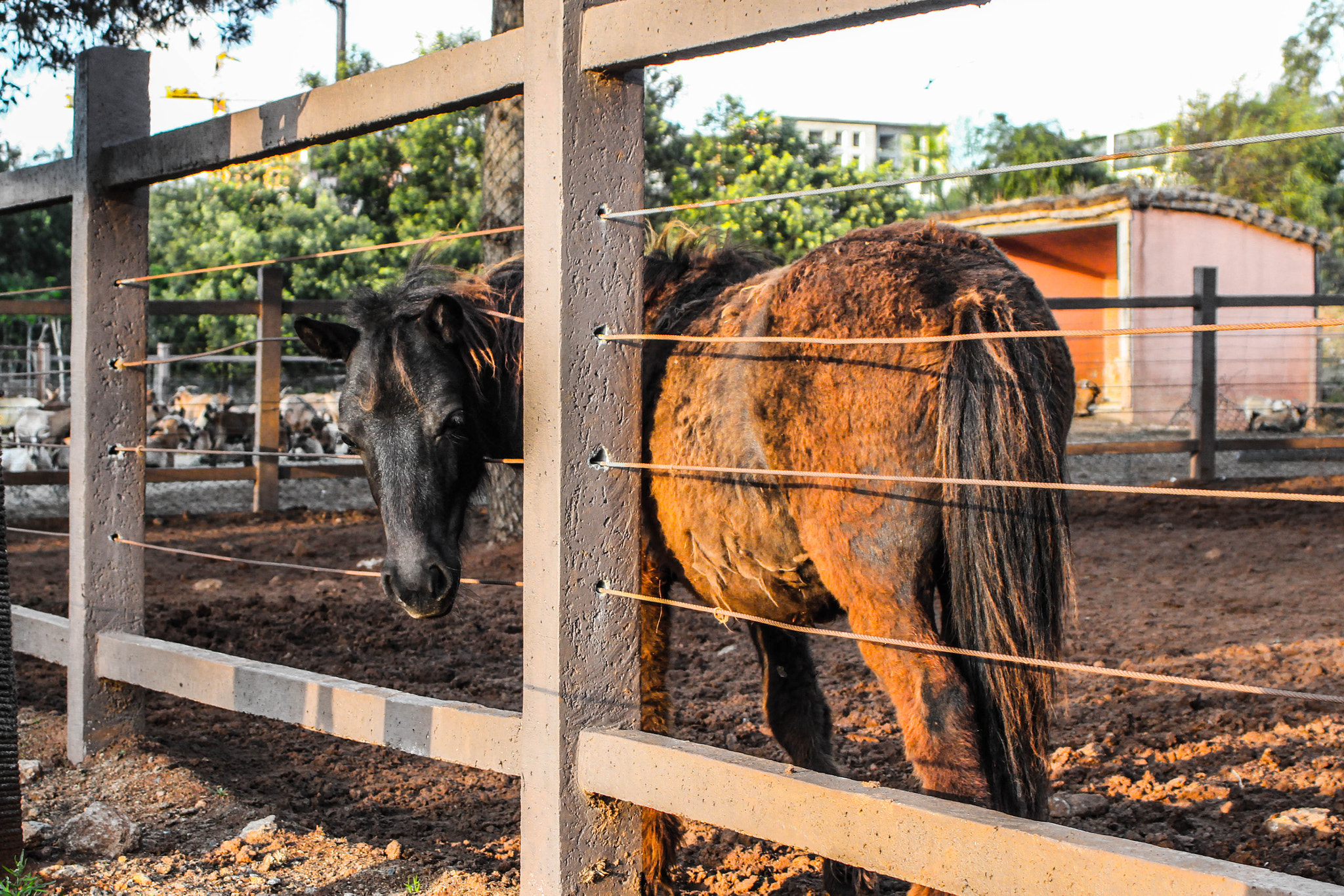 Canon EF 28-80mm f/3.5-5.6 sample photo. Horse photography