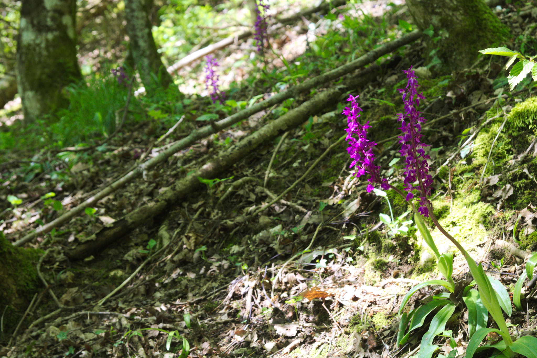 Canon EF 24-85mm F3.5-4.5 USM sample photo. Orchids in the alps photography