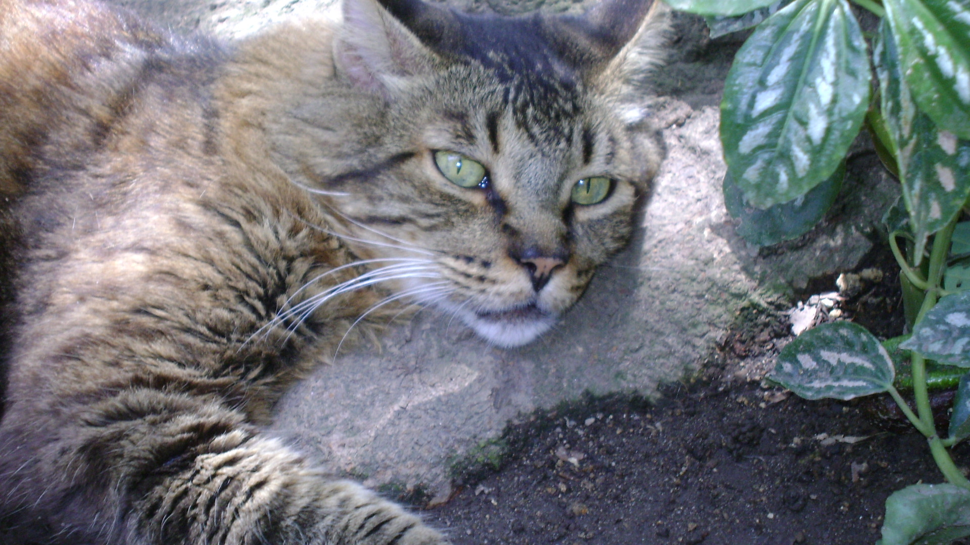 Sony DSC-S730 sample photo. Alban descansa photography
