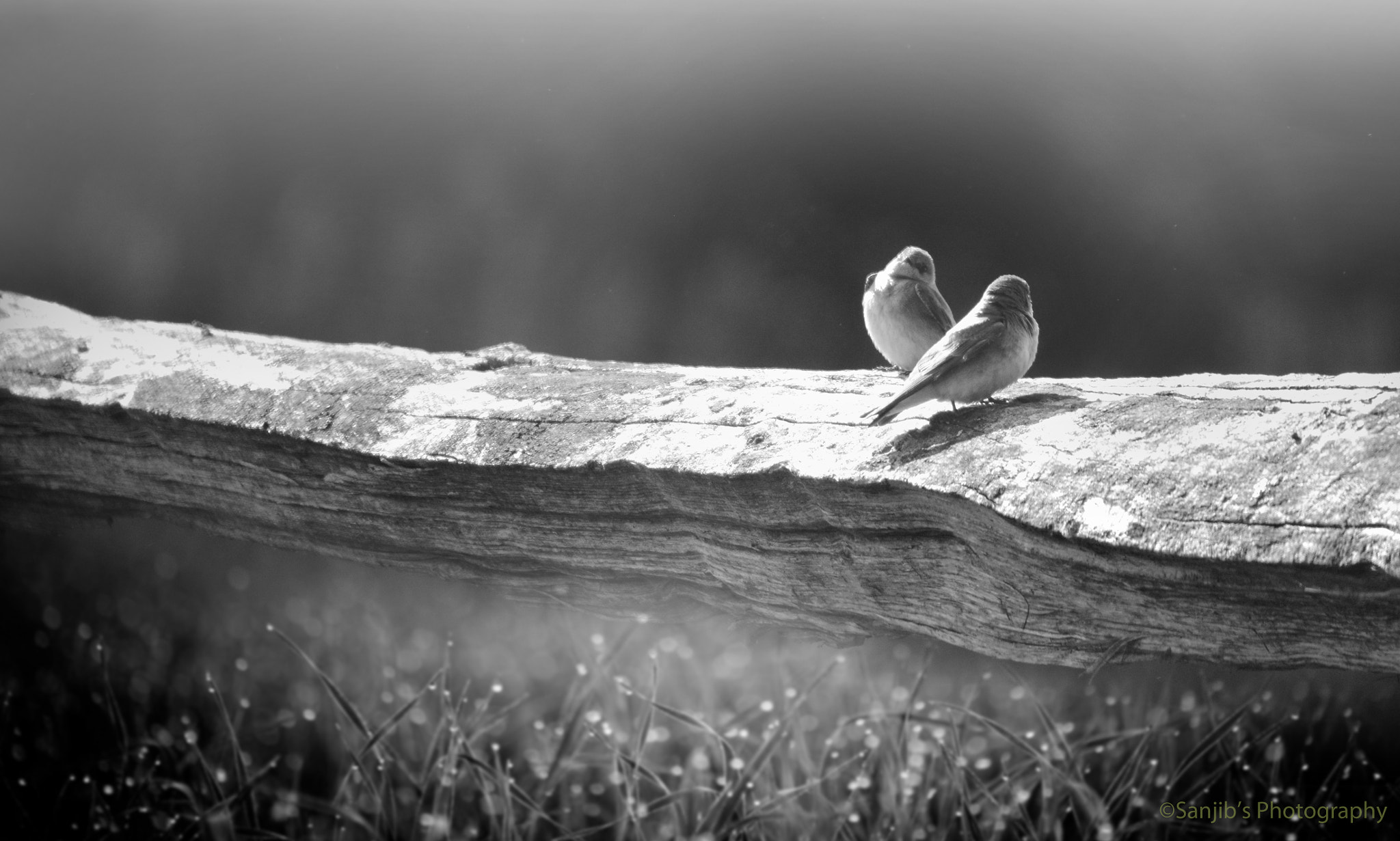 Nikon D7100 + AF Nikkor 35mm f/2 sample photo. Love birds photography