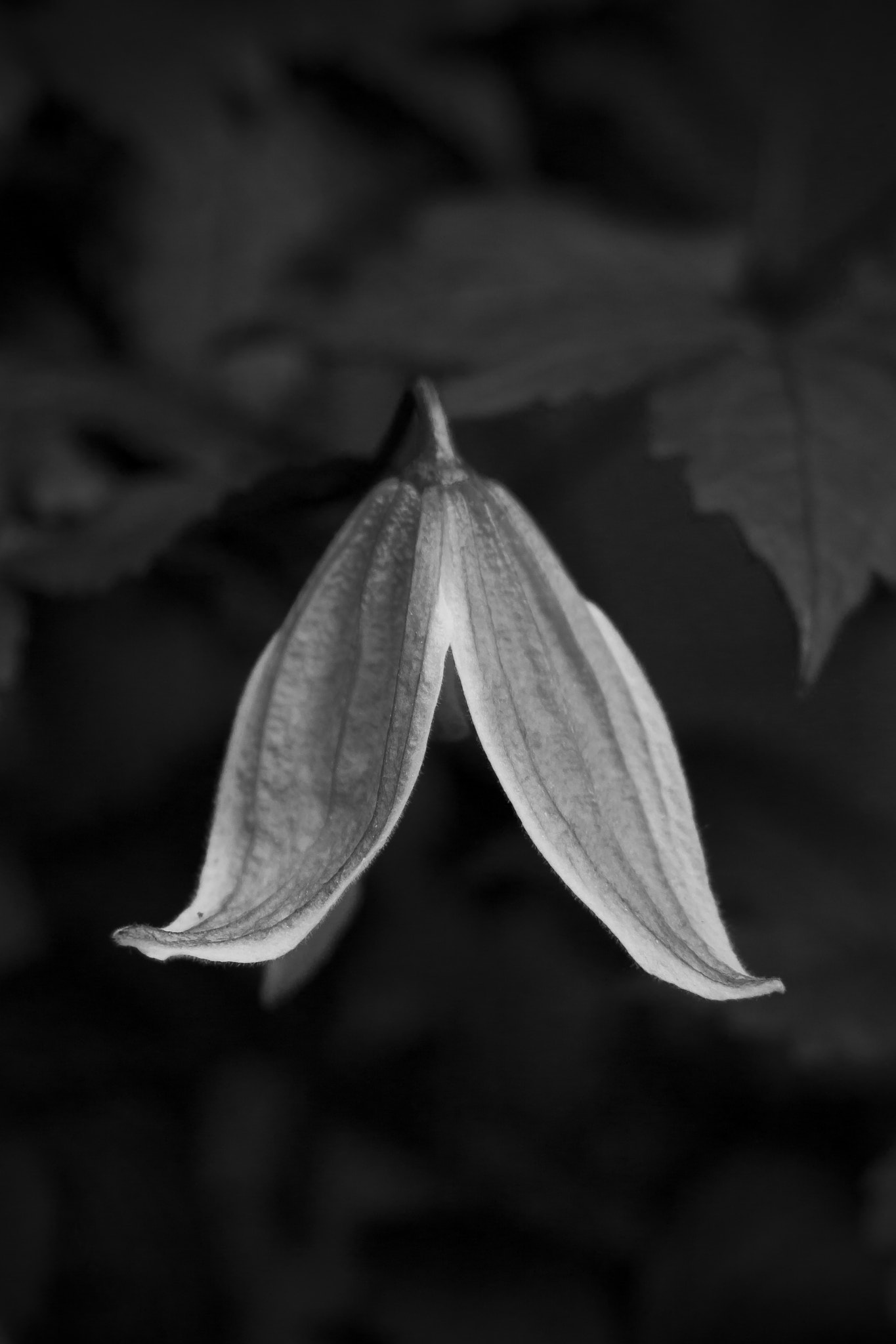 Canon EF 28-135mm F3.5-5.6 IS USM sample photo. Clematis about to bloom #3 photography