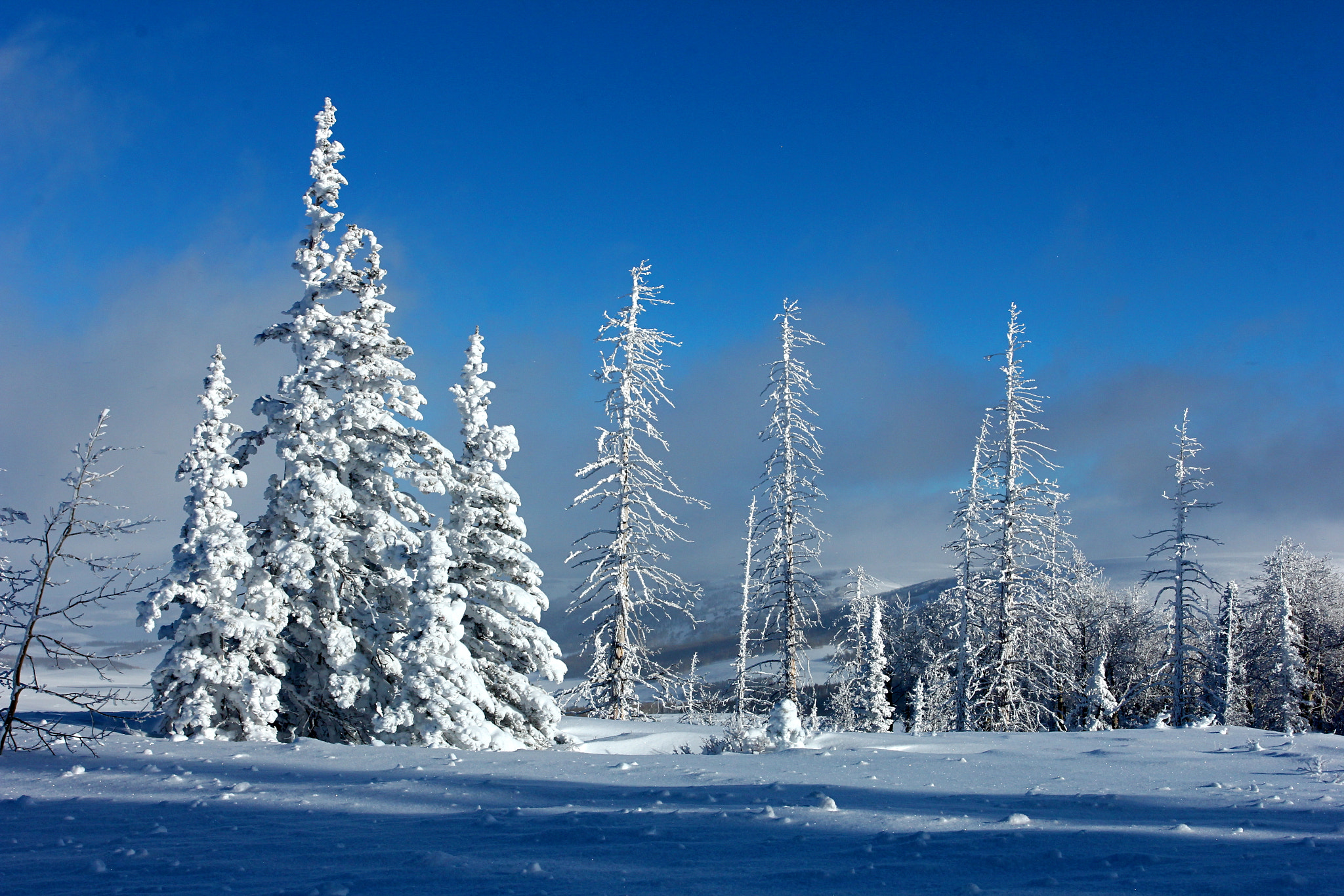 Canon EOS 60D + Canon EF 17-40mm F4L USM sample photo. Trees in snow photography