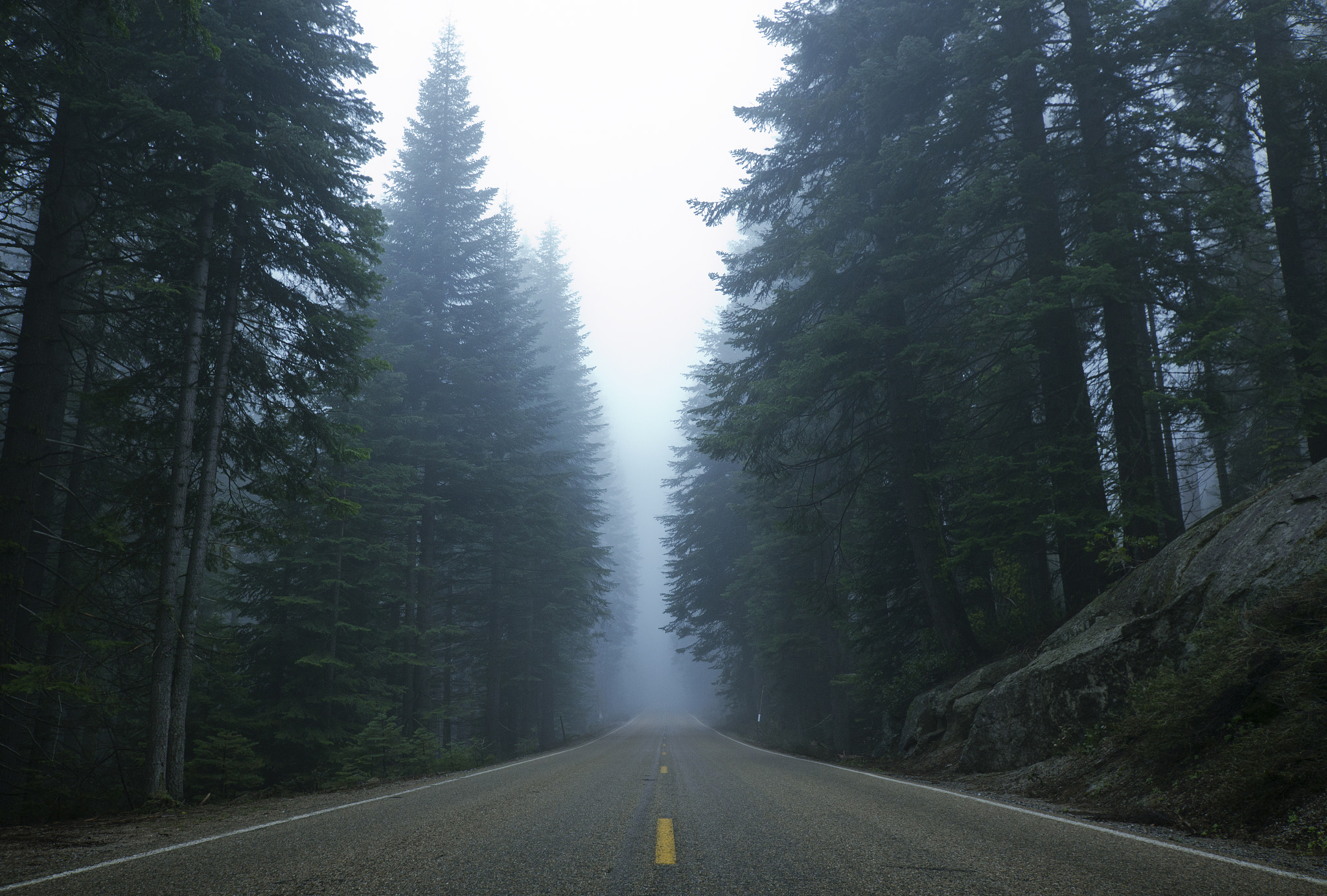 Sigma 10-20mm F3.5 EX DC HSM sample photo. Sequoia road photography