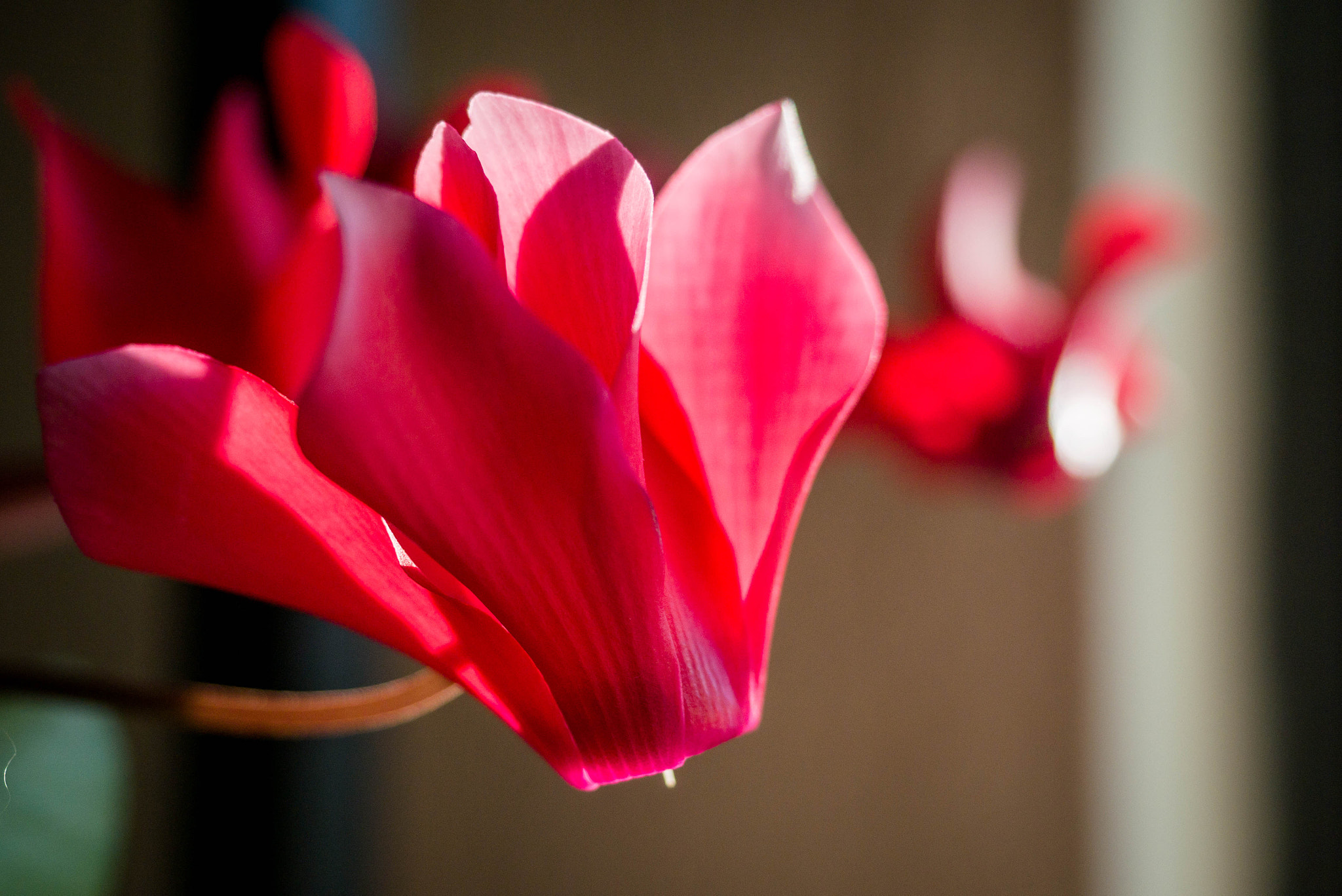 Panasonic Lumix DMC-G7 + Olympus M.Zuiko Digital ED 12-40mm F2.8 Pro sample photo. 5-04-2016 - cyclamen photography