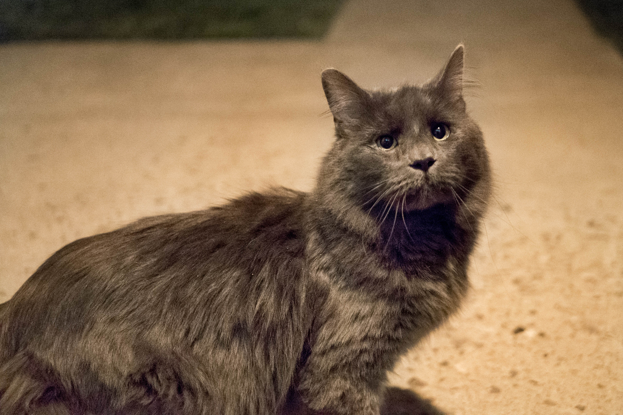 Panasonic Lumix DMC-G7 + LUMIX G 25/F1.7 sample photo. 5-05-2016 - a beautiful stray photography