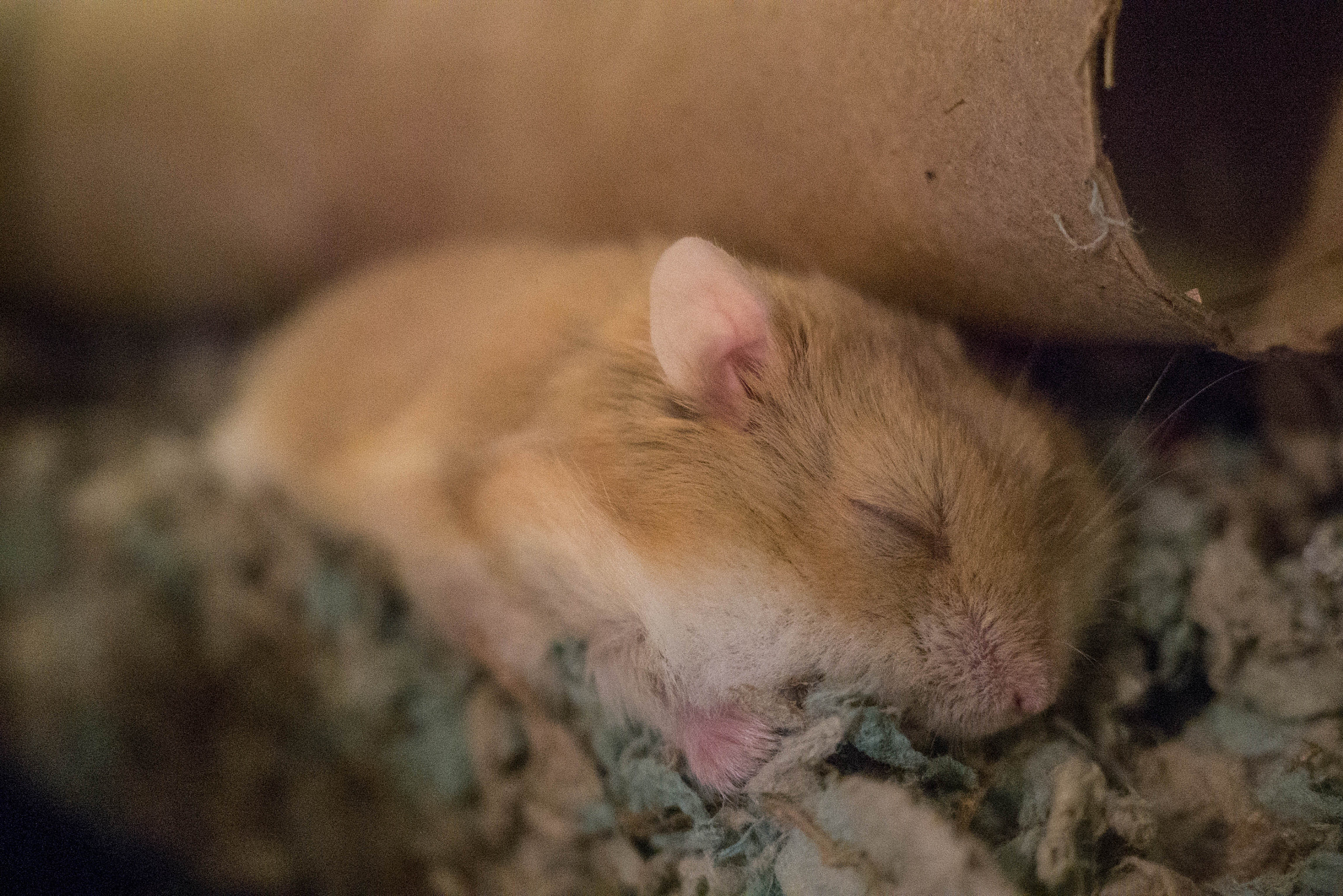 Panasonic Lumix DMC-G7 + Olympus M.Zuiko Digital ED 12-40mm F2.8 Pro sample photo. 5-06-2016 - callie sleeping photography