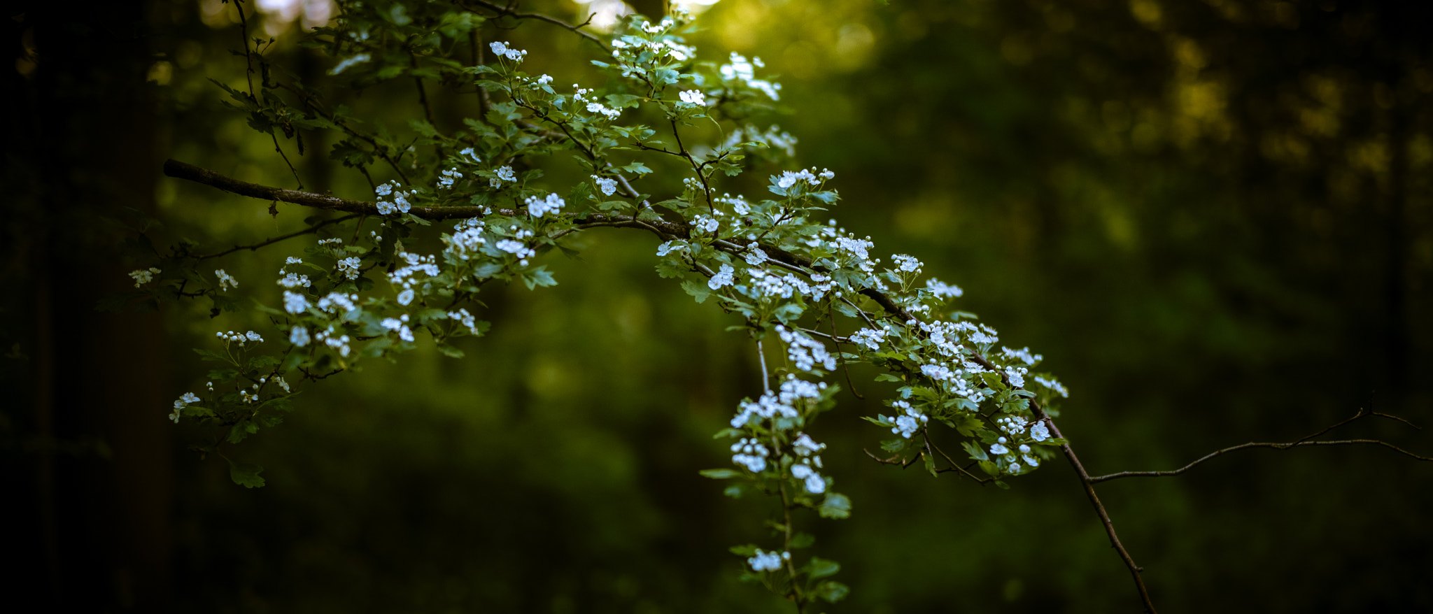 Leica Summilux-M 50mm F1.4 ASPH sample photo. Support photography