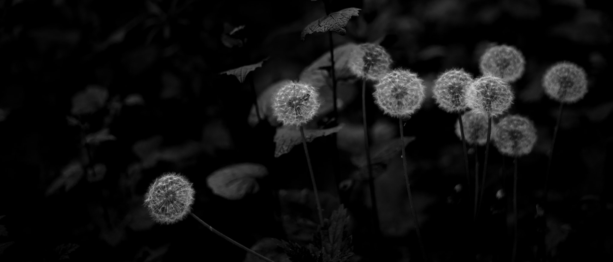 Leica Summilux-M 50mm F1.4 ASPH sample photo. Forest lantern photography
