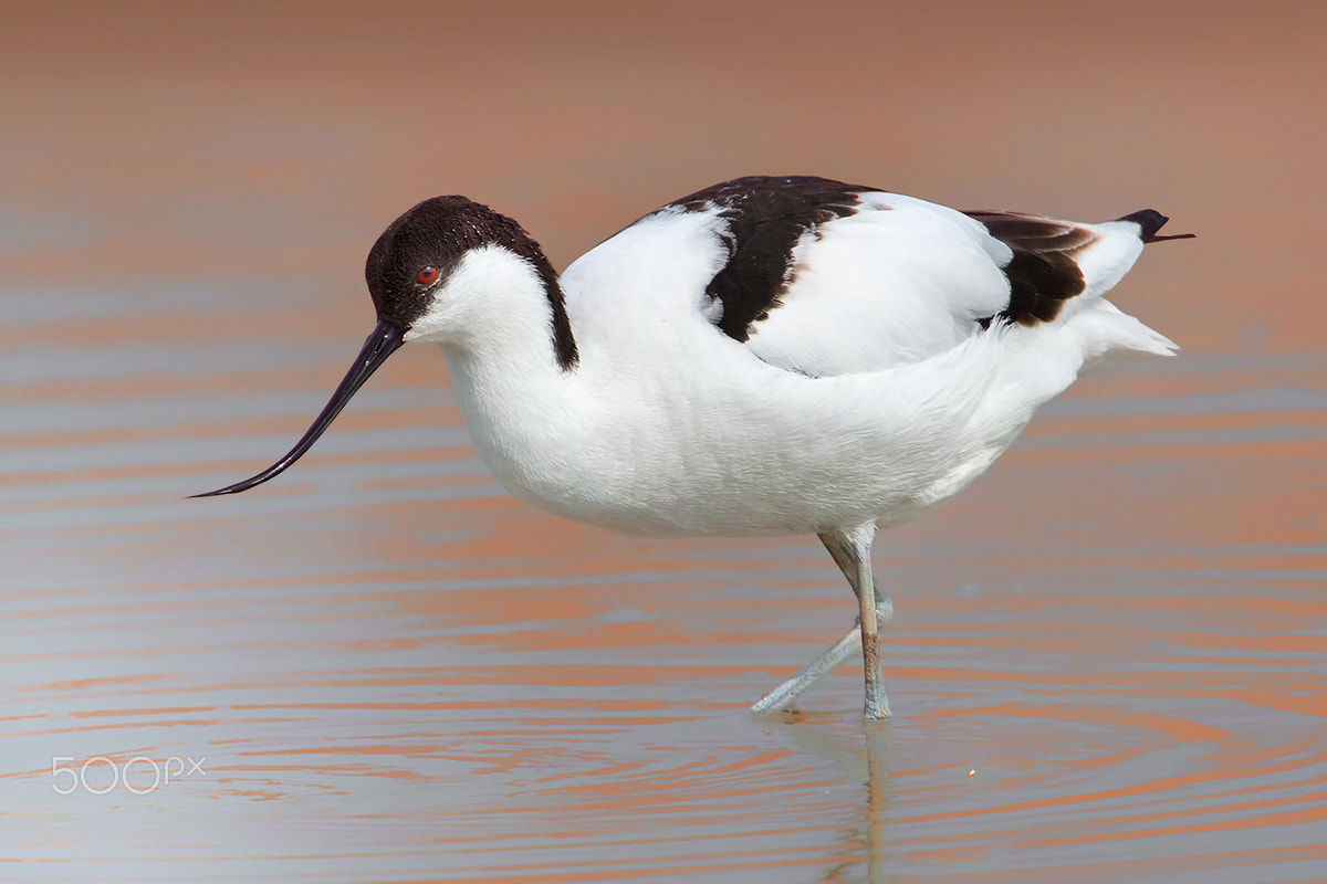 Canon EOS 7D + Canon EF 600mm F4L IS USM sample photo. Pied avocet photography