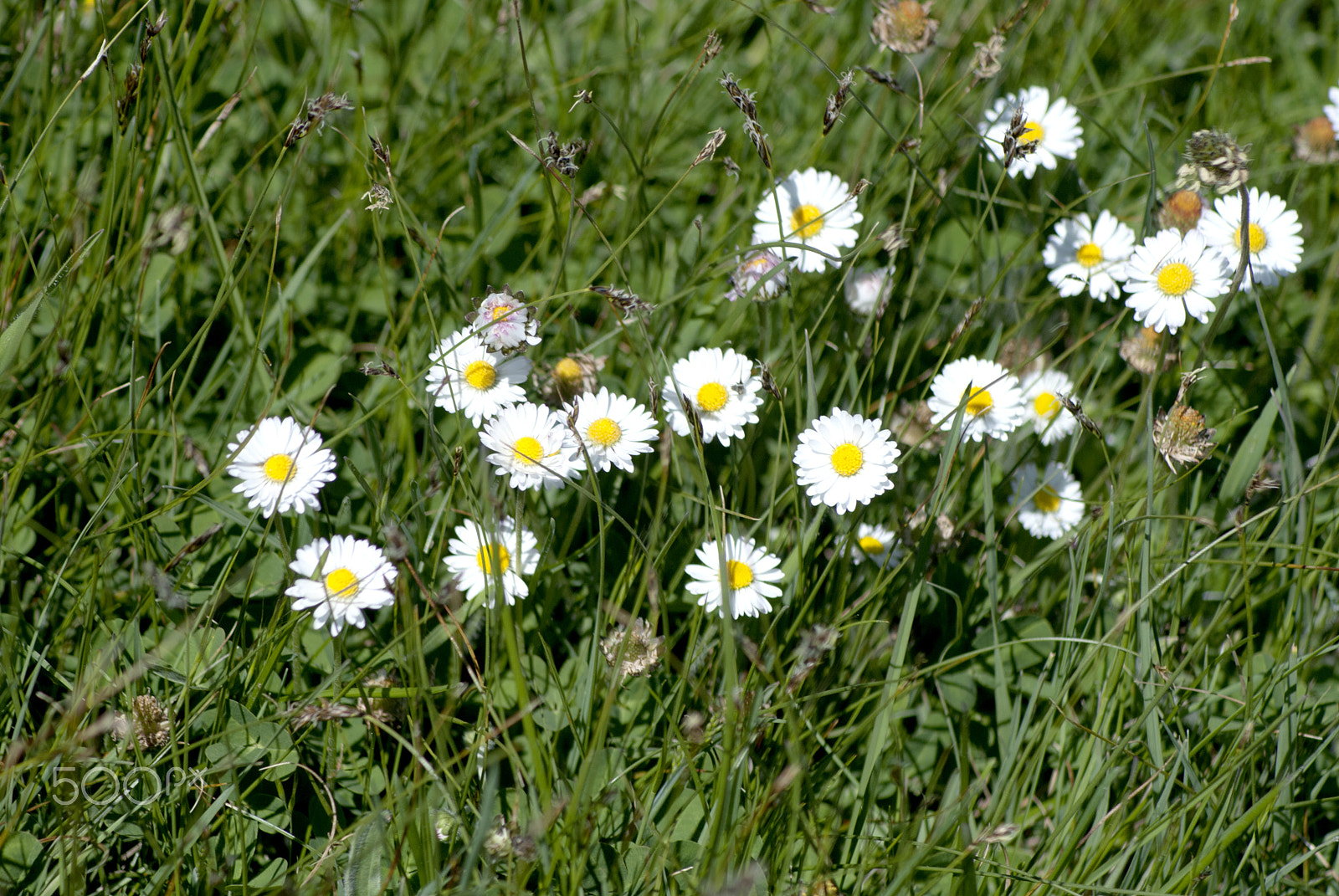 Nikon D3000 sample photo. :) photography