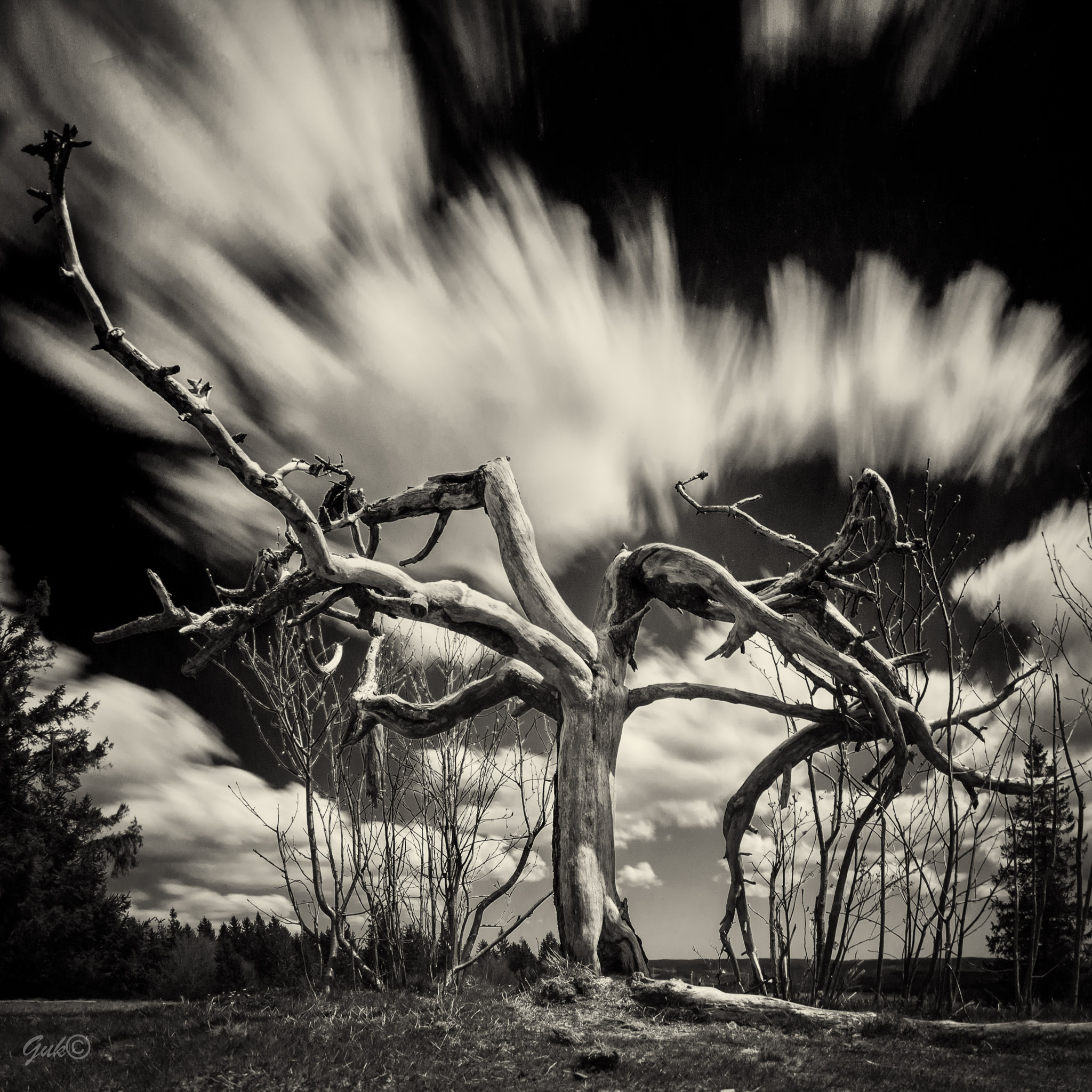 Panasonic Lumix DMC-GX7 + OLYMPUS M.9-18mm F4.0-5.6 sample photo. Old tree photography