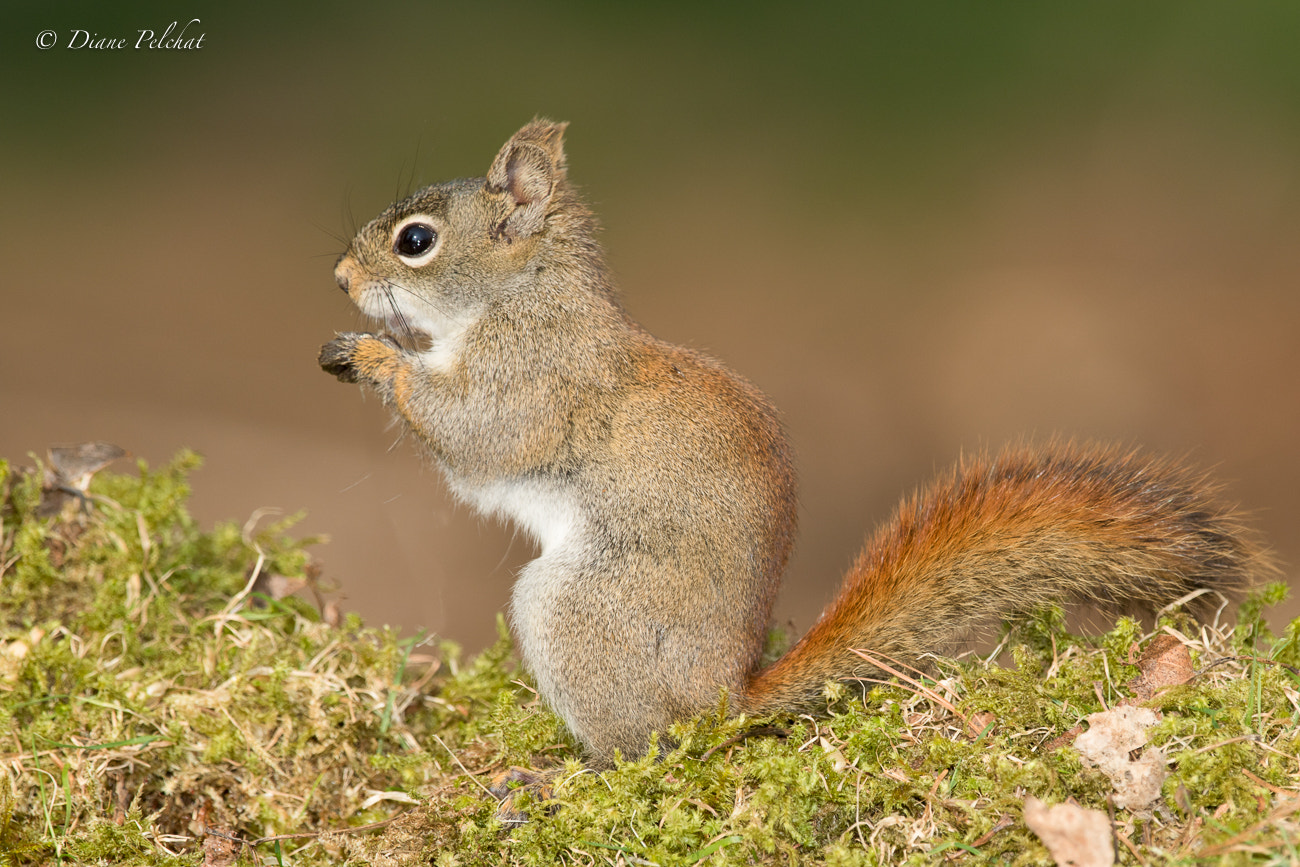 Canon EF 300mm F2.8L IS II USM sample photo. Squirrel photography