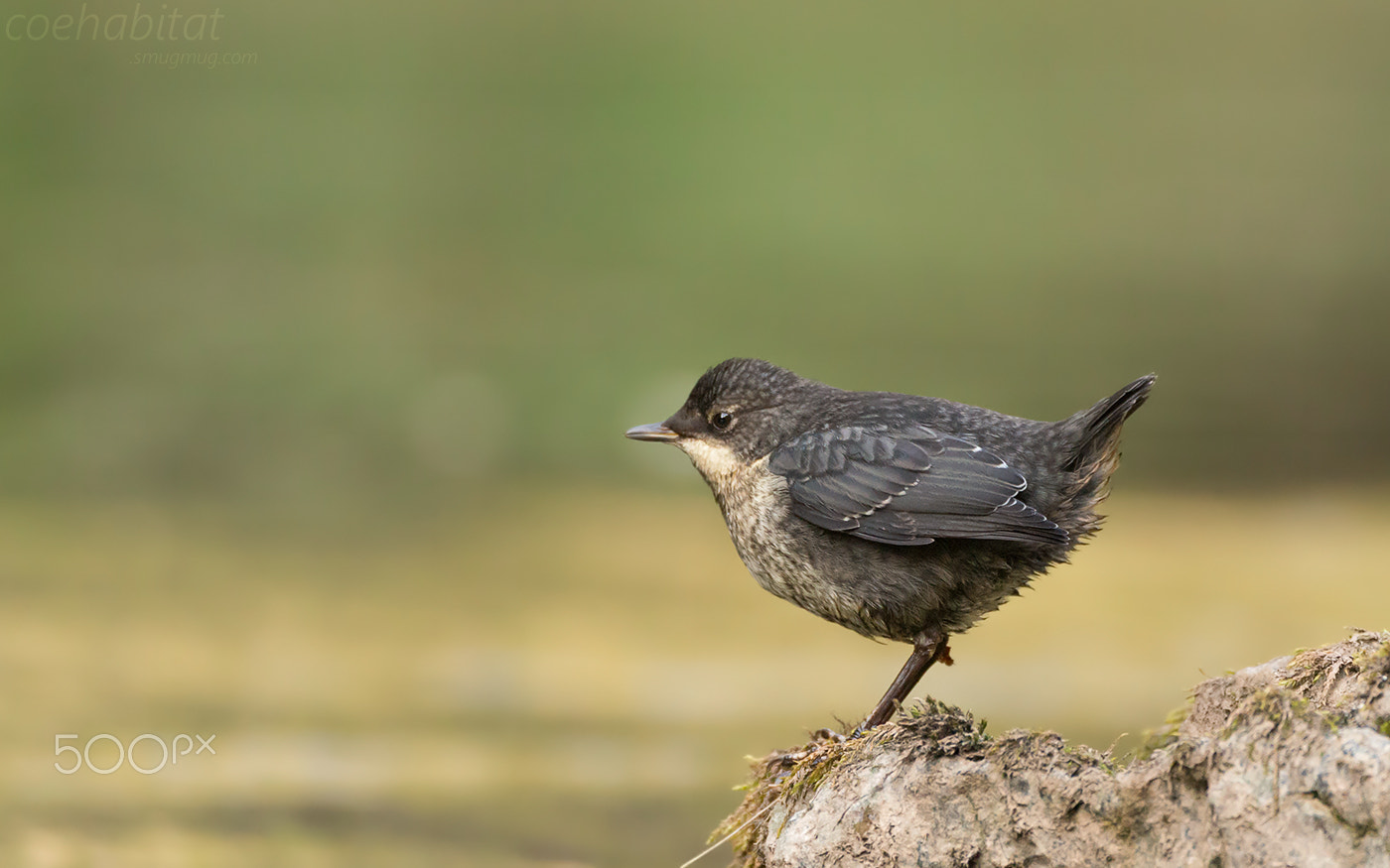 Nikon AF-S Nikkor 200-400mm F4G ED-IF VR sample photo. Dipper chick photography