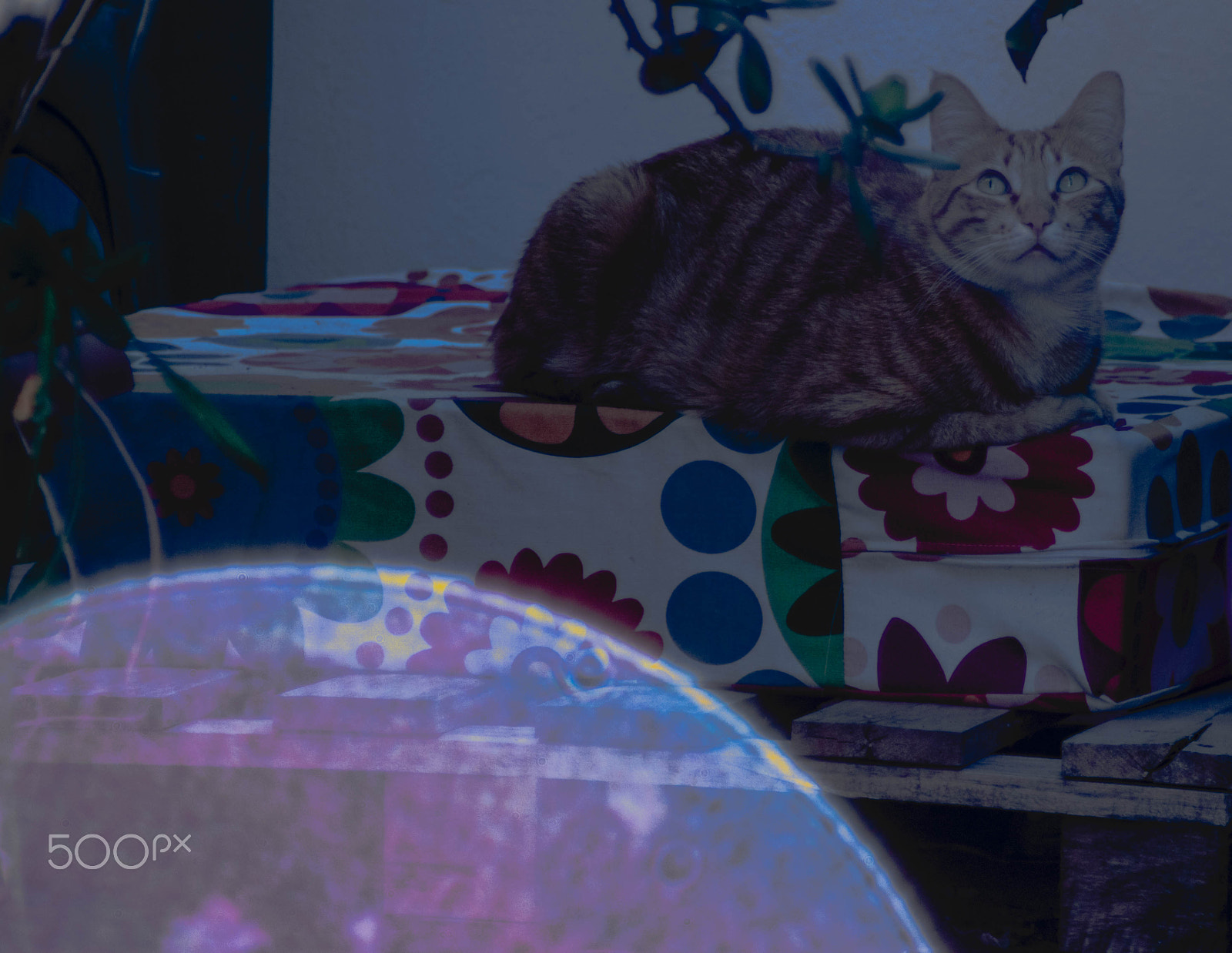 Tamron AF 28-200mm F3.8-5.6 XR Di Aspherical (IF) Macro sample photo. Magical cat photography