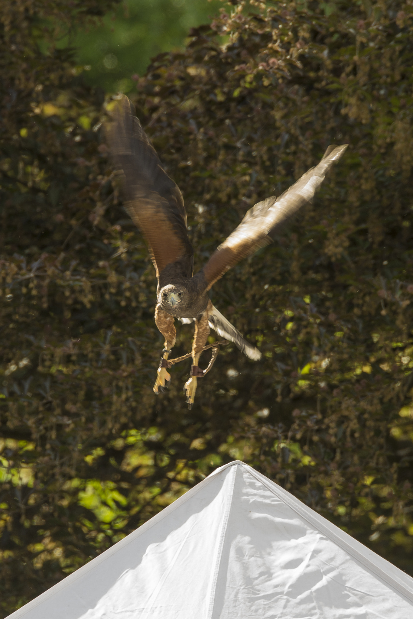 Tamron SP 70-200mm F2.8 Di VC USD sample photo. Habicht im flug photography