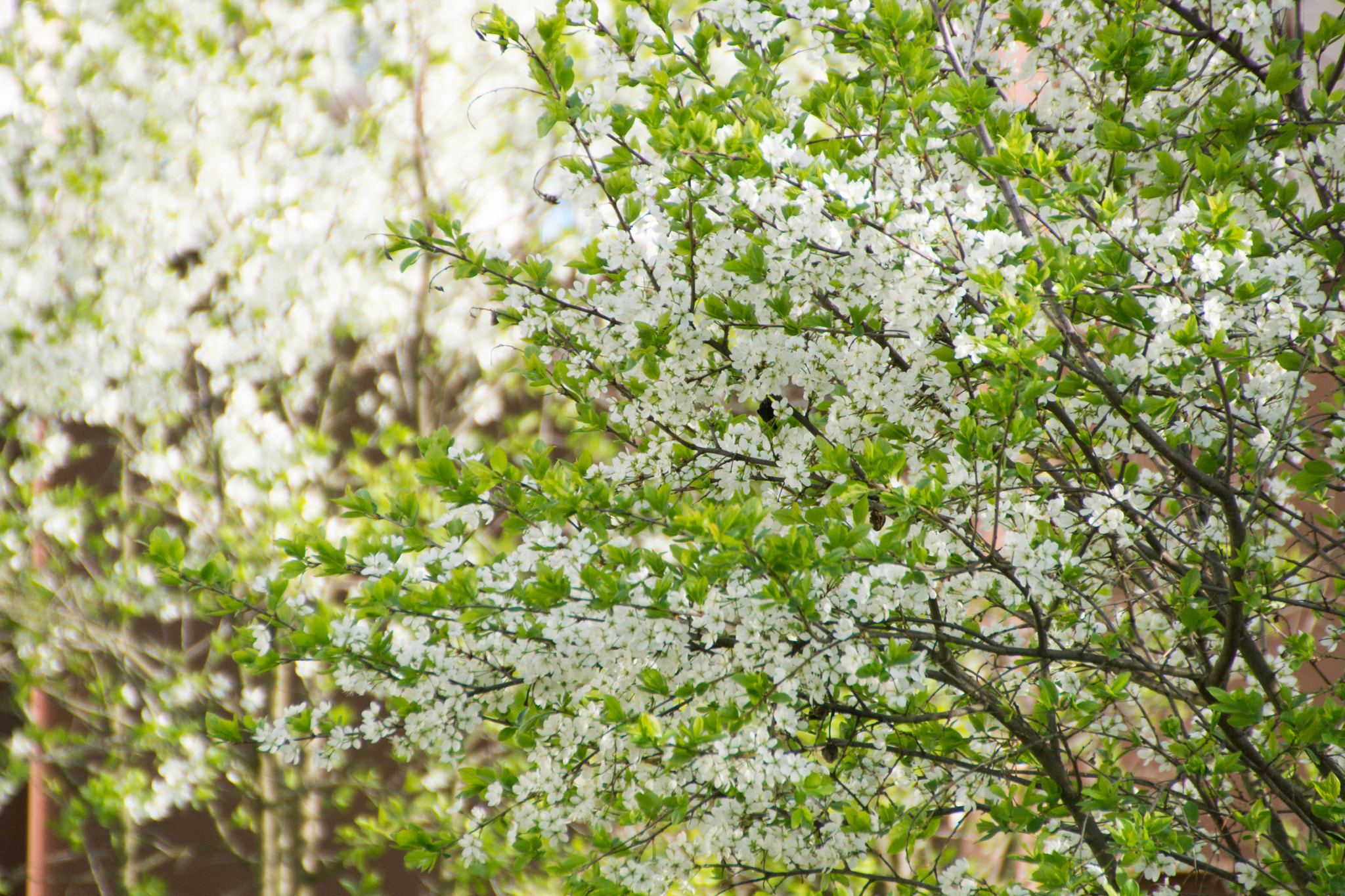 Sony SLT-A65 (SLT-A65V) + DT 18-270mm F3.5-6.3 SSM sample photo. All in bloom photography