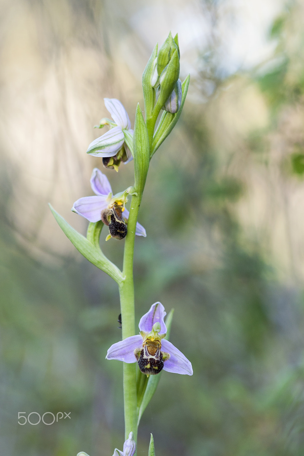 Canon EF 100mm F2.8 Macro USM sample photo. 20160502 doñana - 075 photography