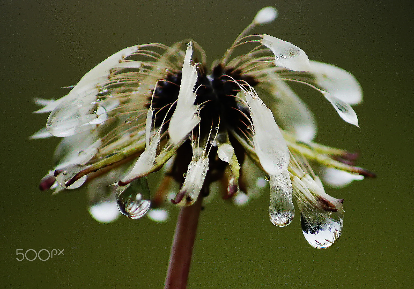 Sony DT 55-200mm F4-5.6 SAM sample photo. Мокрое чудо photography