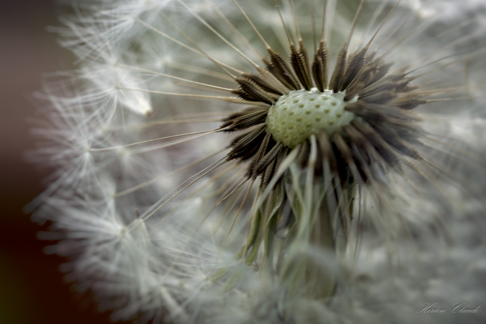 Sony SLT-A77 + Sony 50mm F2.8 Macro sample photo. Fleur de pissenlit photography