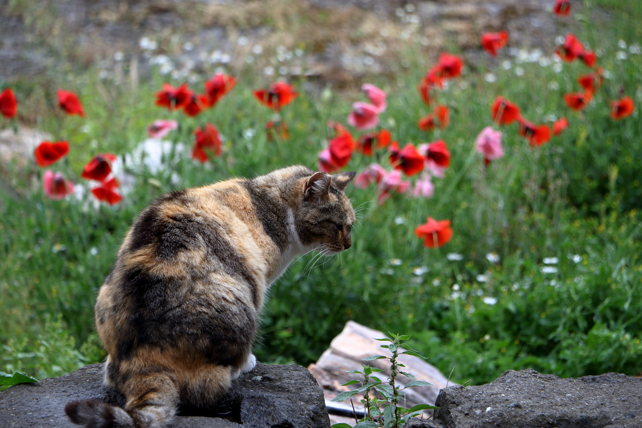 Canon EF-S 18-135mm F3.5-5.6 IS STM sample photo. Roman forum cat photography