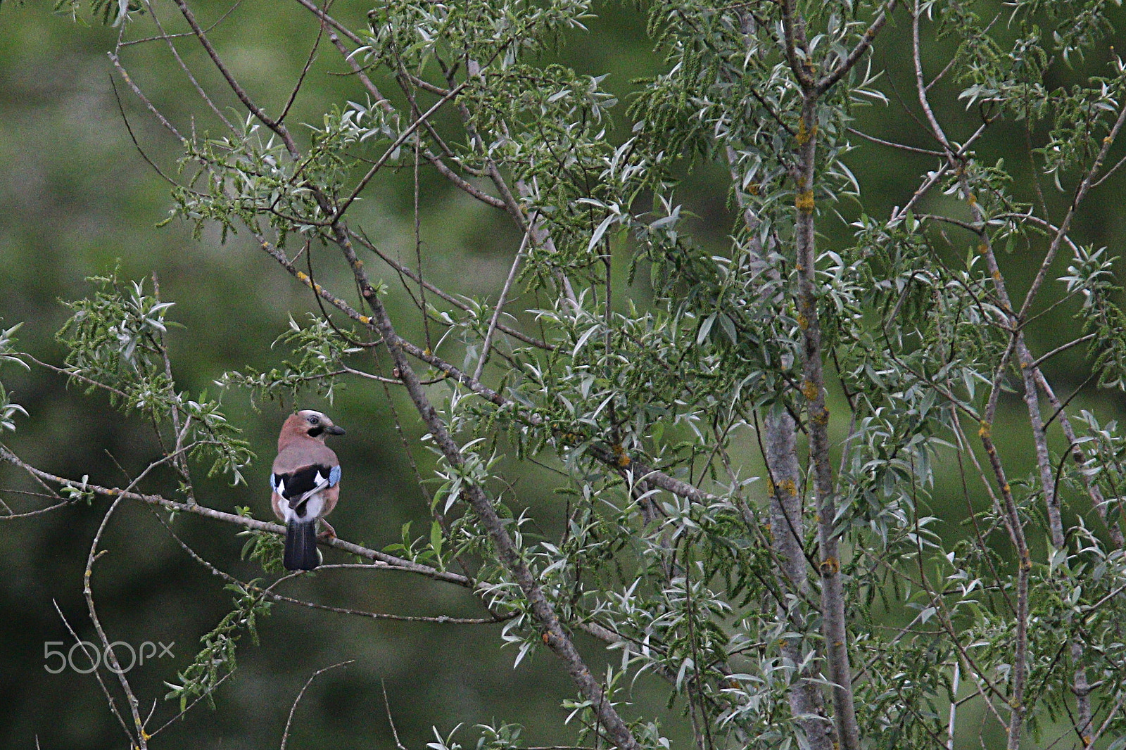 Canon EF 300mm F4L IS USM sample photo. Un geai nu (et rare qui plus est ) photography