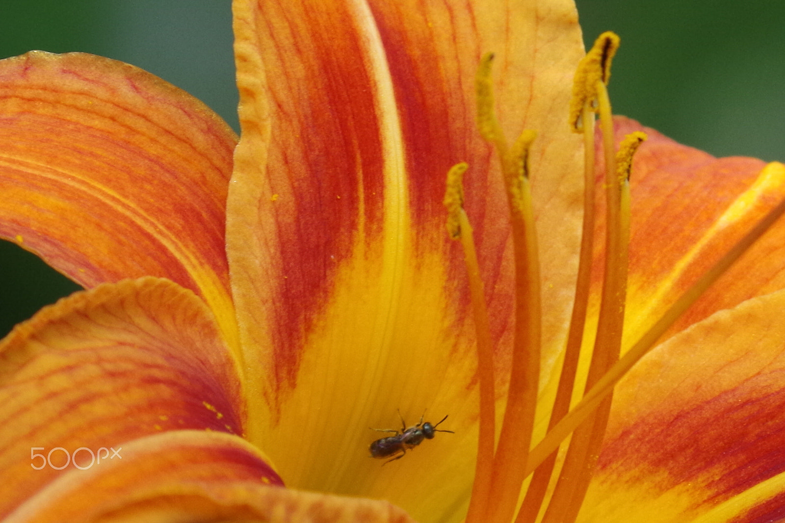 HD Pentax DA 55-300mm F4.0-5.8 ED WR sample photo. Gelbe lilie mit ameise (yellow lily with ant) photography