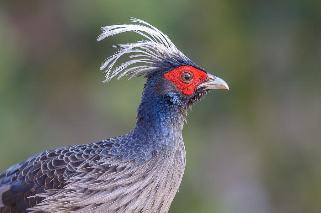 Nikon D300S + Nikon AF-S Nikkor 500mm F4G ED VR sample photo. Kalij pheasant photography