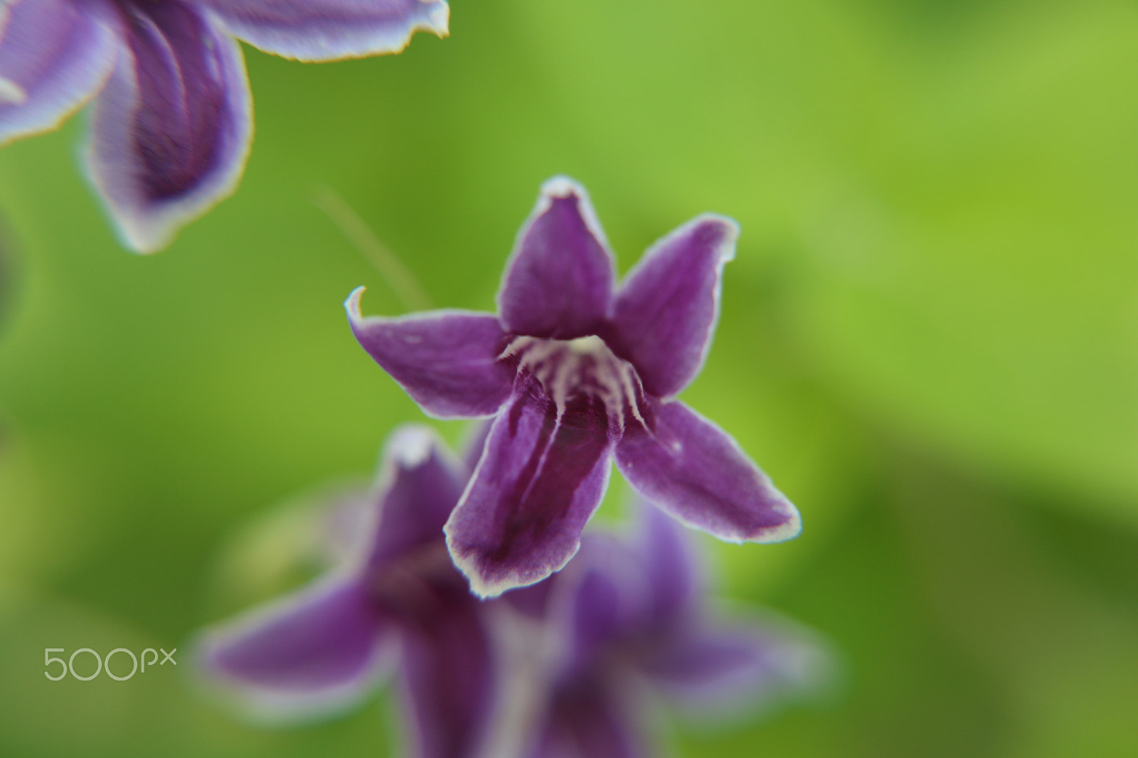 Canon EF-S 18-135mm F3.5-5.6 IS STM sample photo. Purple orchid photography