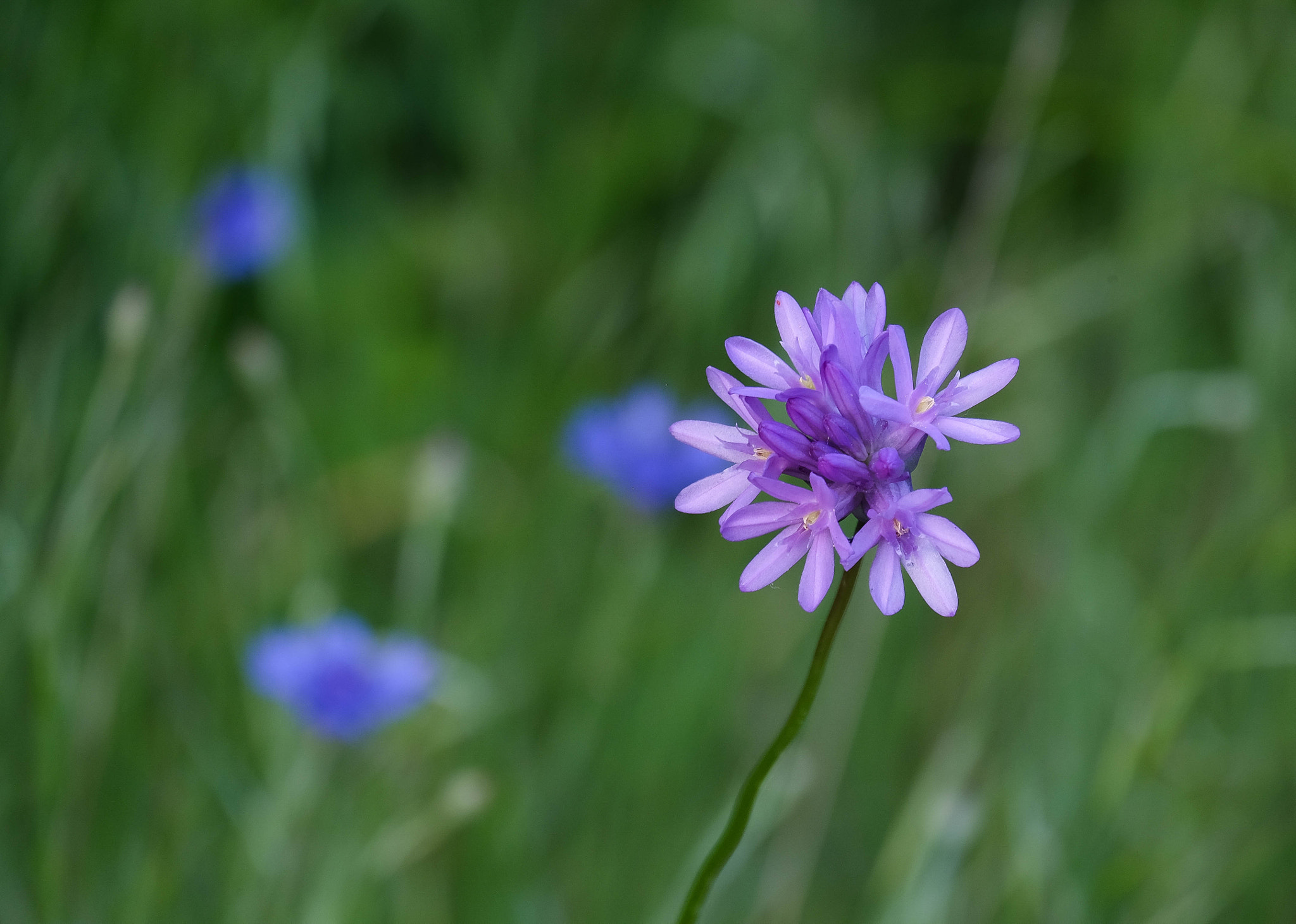 Fujifilm X-T10 + Fujifilm XC 50-230mm F4.5-6.7 OIS II sample photo. Brodiaea congesta photography