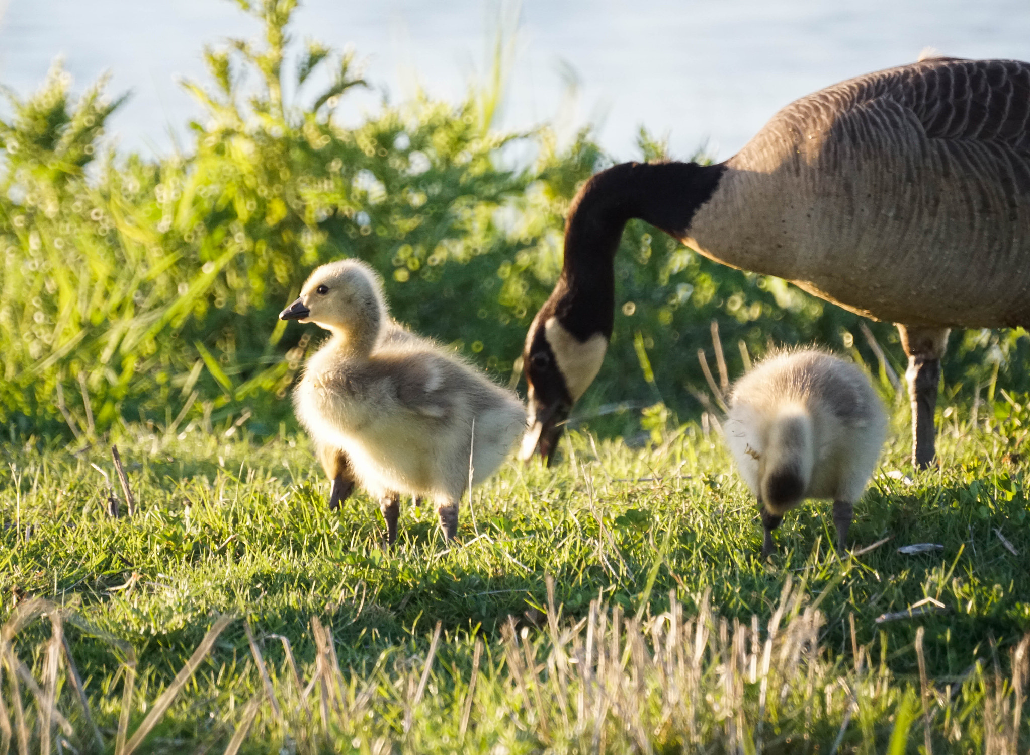 Sony 500mm F8 Reflex sample photo. Gosling in late sun photography