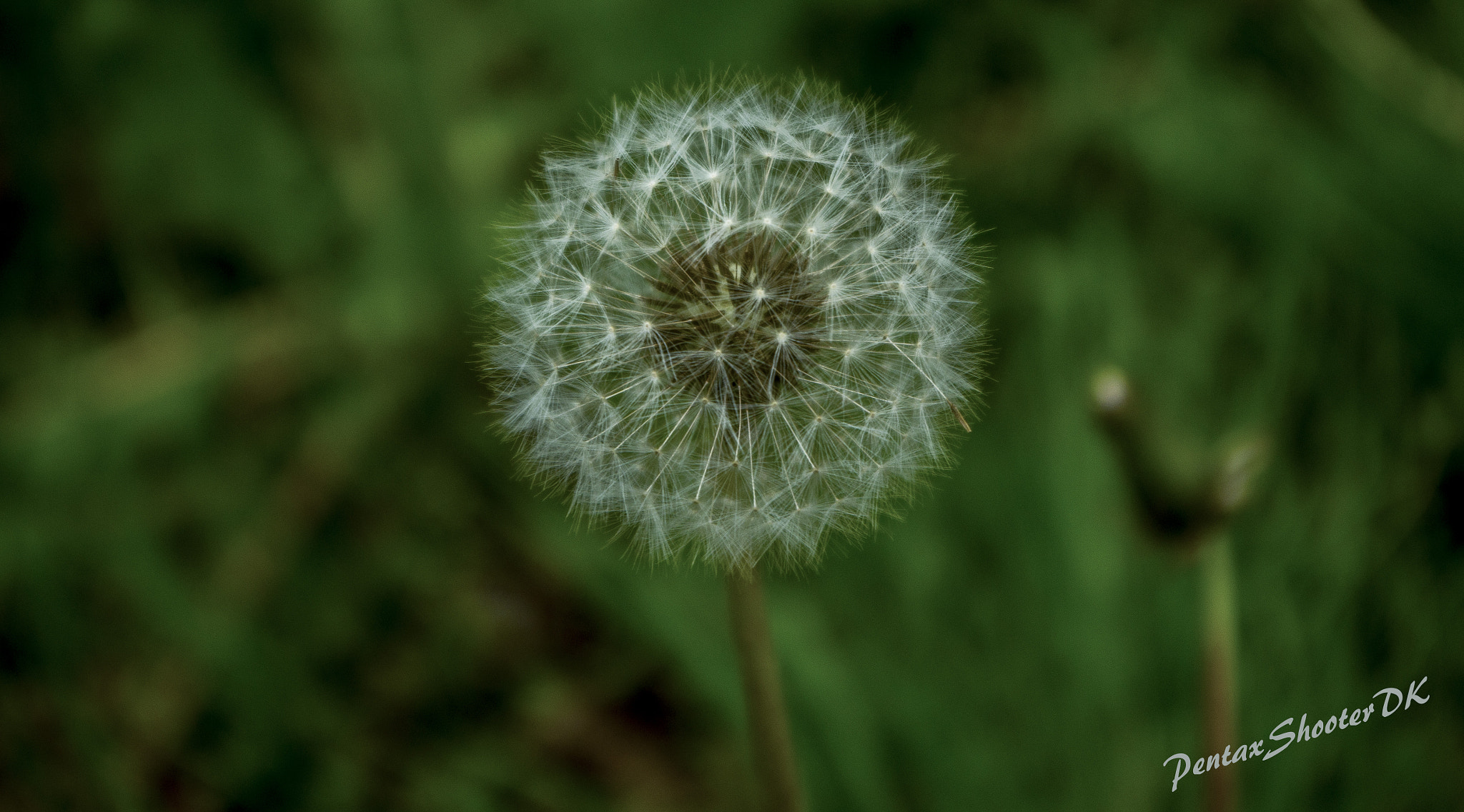 Pentax K-30 sample photo. Dandellion photography