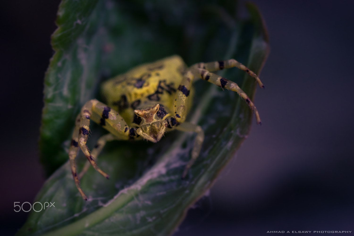 Sony a99 II + Tamron SP AF 90mm F2.8 Di Macro sample photo. Yellow spider photography