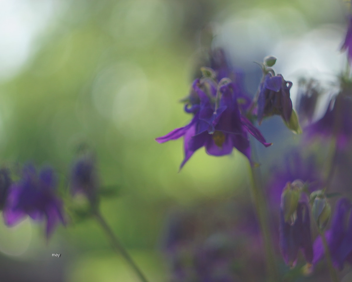 Sony SLT-A65 (SLT-A65V) + Minolta AF 50mm F1.7 sample photo. Aquilegia...аквилегия photography