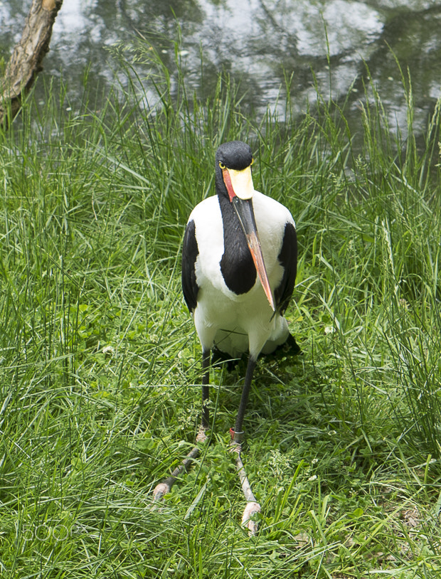 E 50mm F1.8 OSS sample photo. Maryland zoo photography